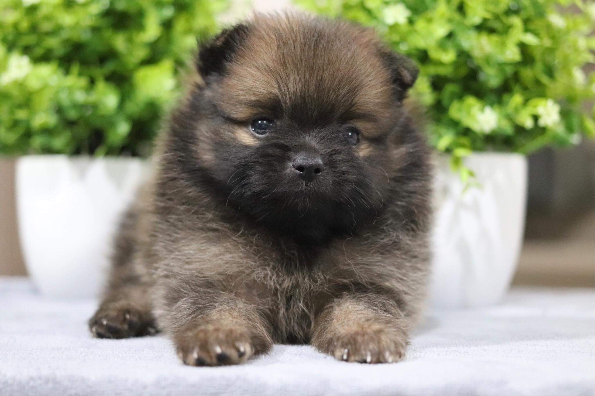 ปอมเมอเรเนียน เพศผู้