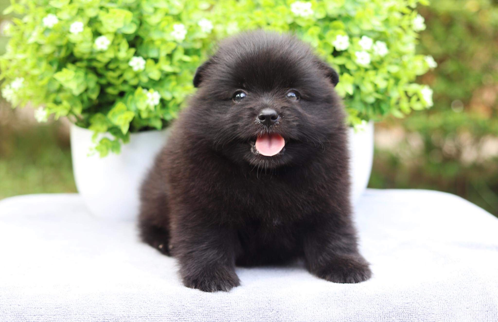 ปอมเมอเรเนียน เพศเมีย