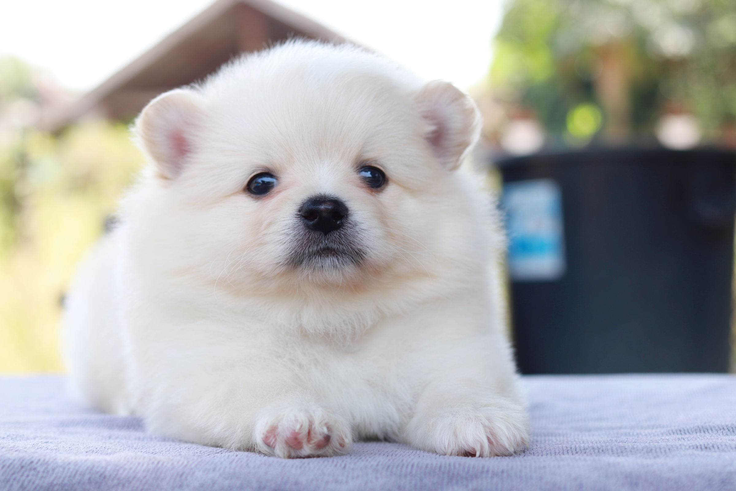 ปอมเมอเรเนียน เพศผู้