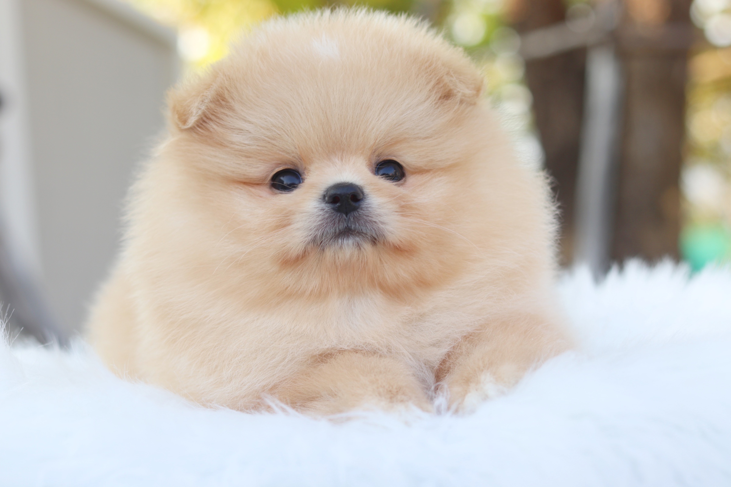 ปอมเมอเรเนียน เพศผู้ สีครีม