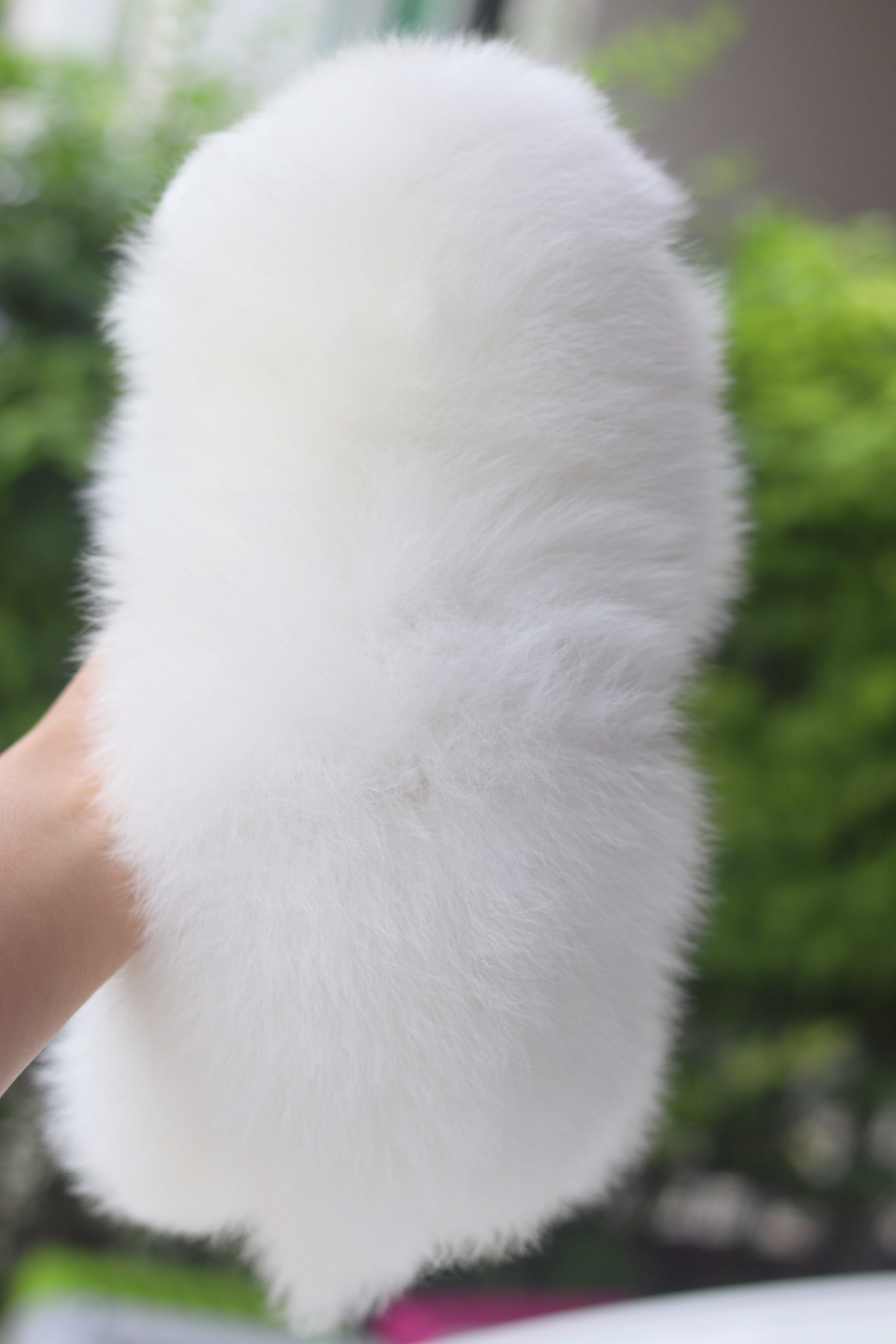 ปอมเมอเรเนียน เพศเมียสีขาวครีม