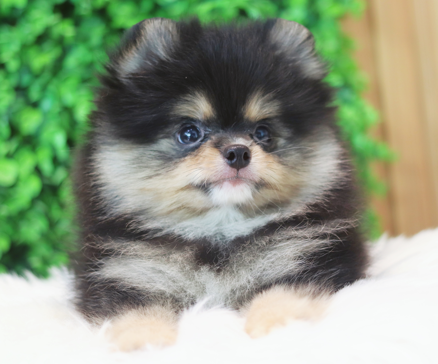 ปอมเมอเรเนียน เพศผู้แบล็คแทน