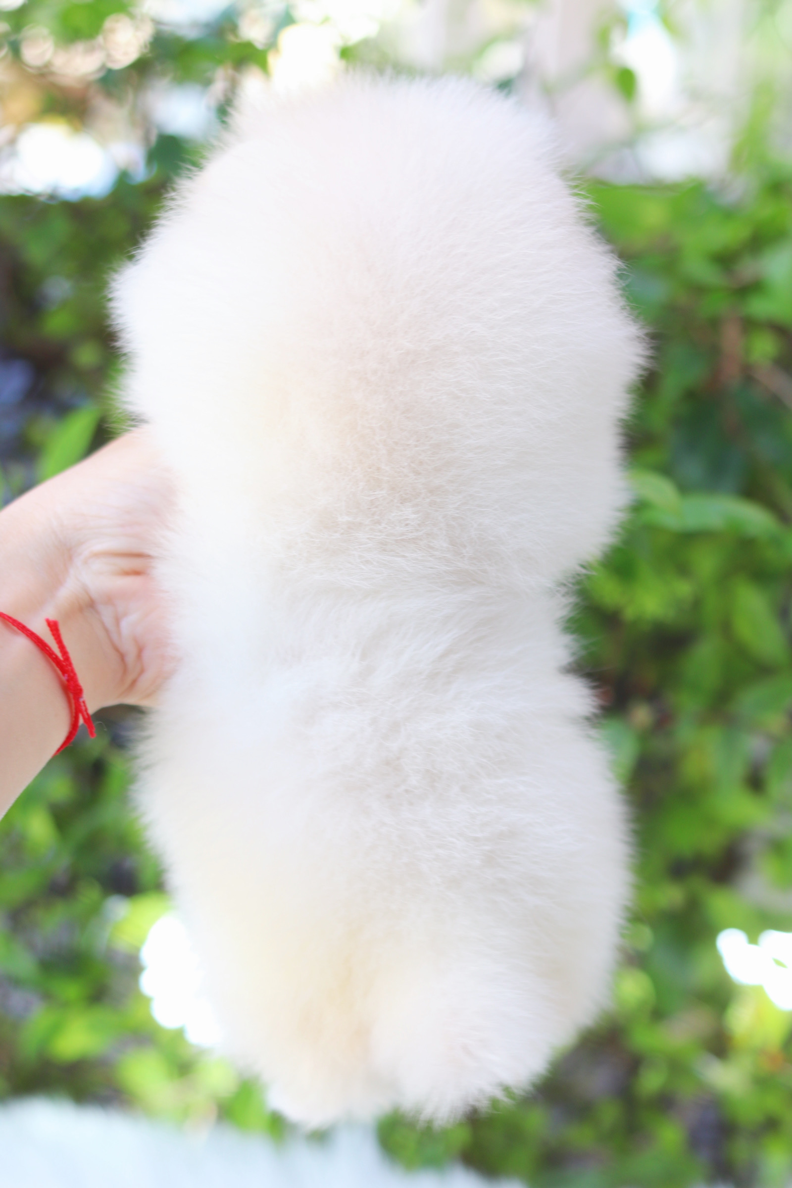 ปอมเมอเรเนียน เพศเมียสีขาวครีม เกรดโชว์