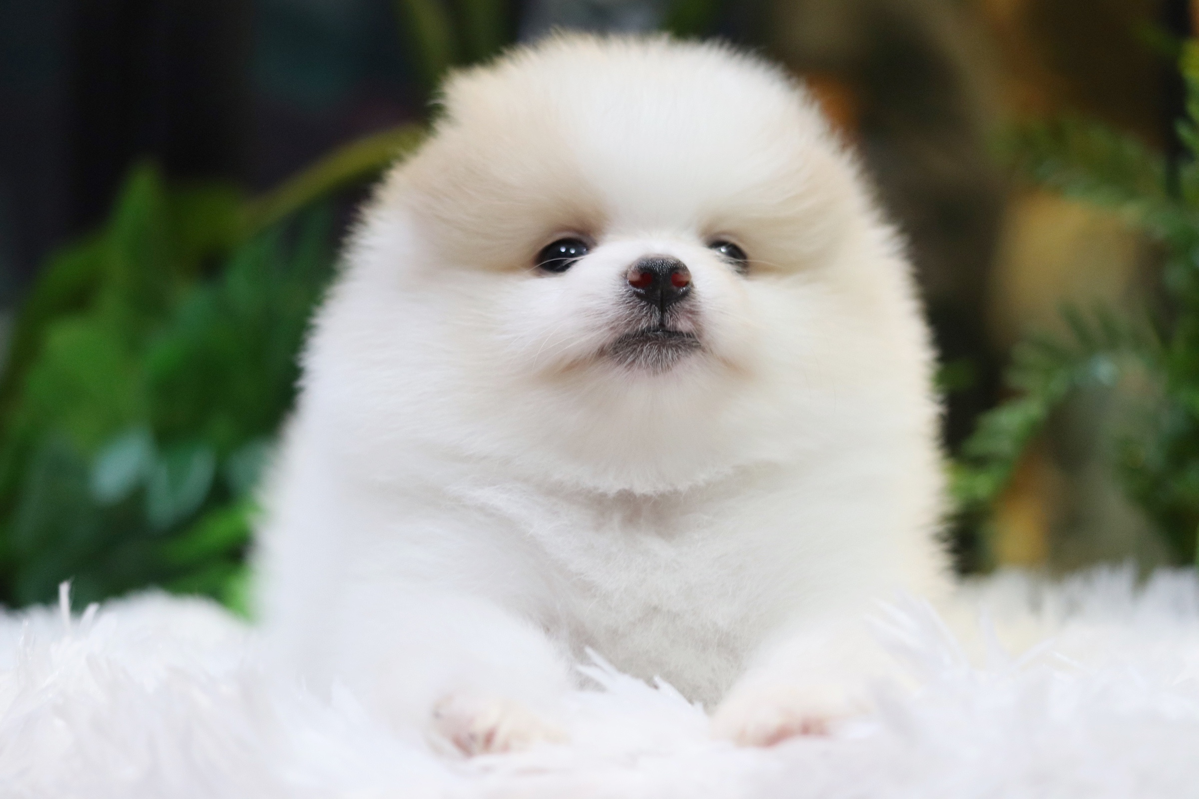 ปอมเมอเรเนียน เพศผู้ขาวครีม