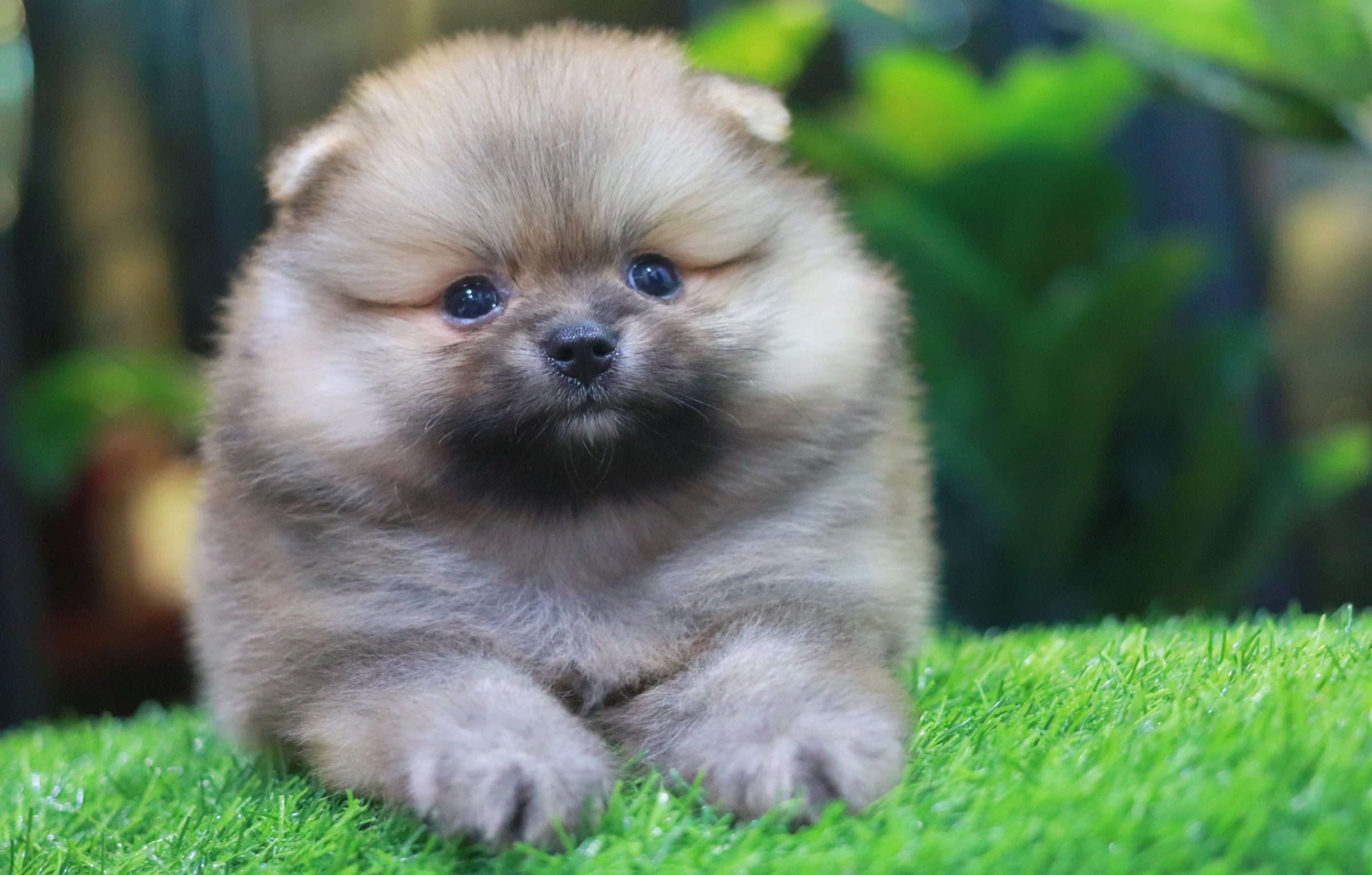 ปอมเมอเรเนียน เพศผู้สีส้ม ขนแน่นๆ