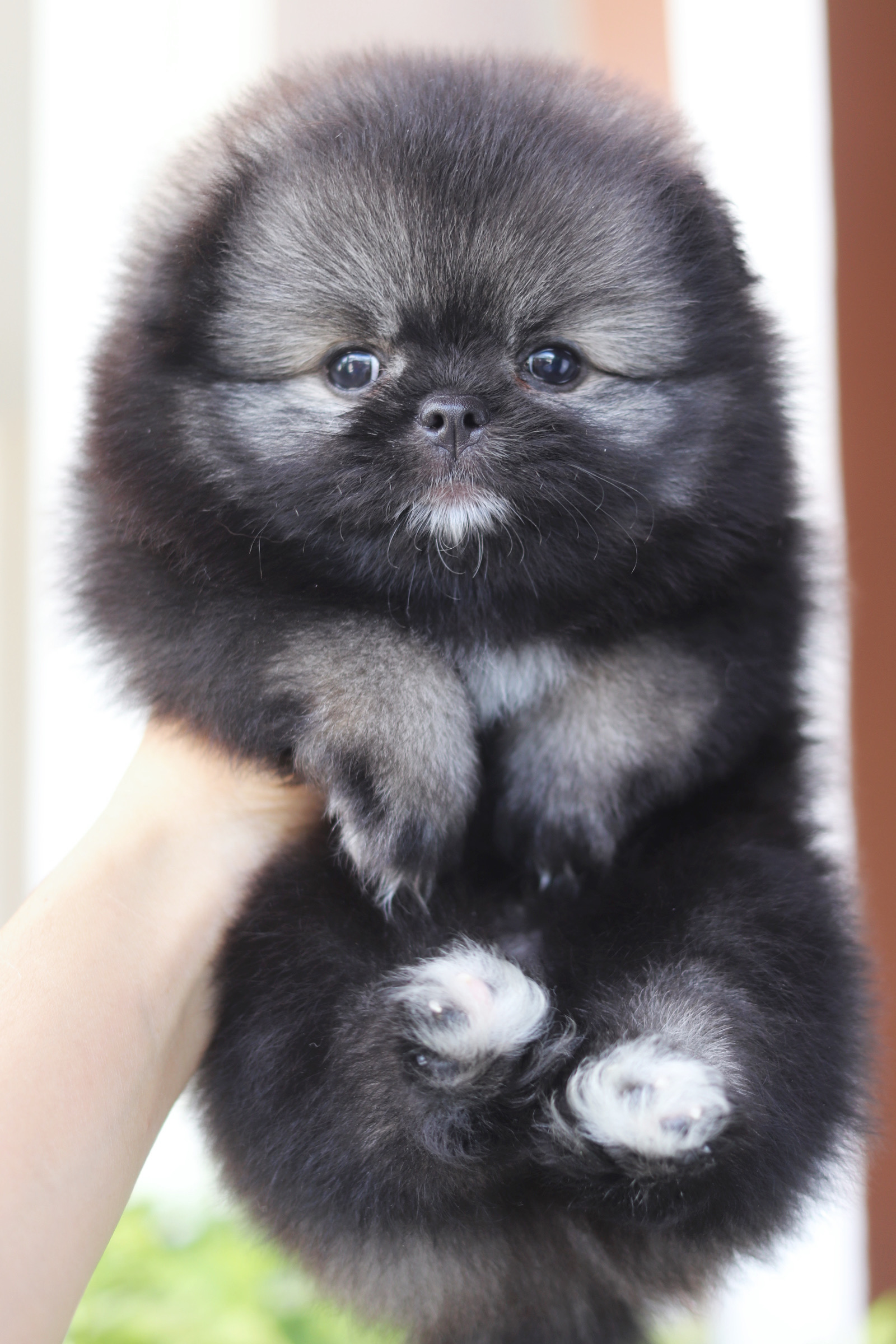 ปอมเมอเรเนียน เพศผู้ สีส้ม เซเบิ้ล