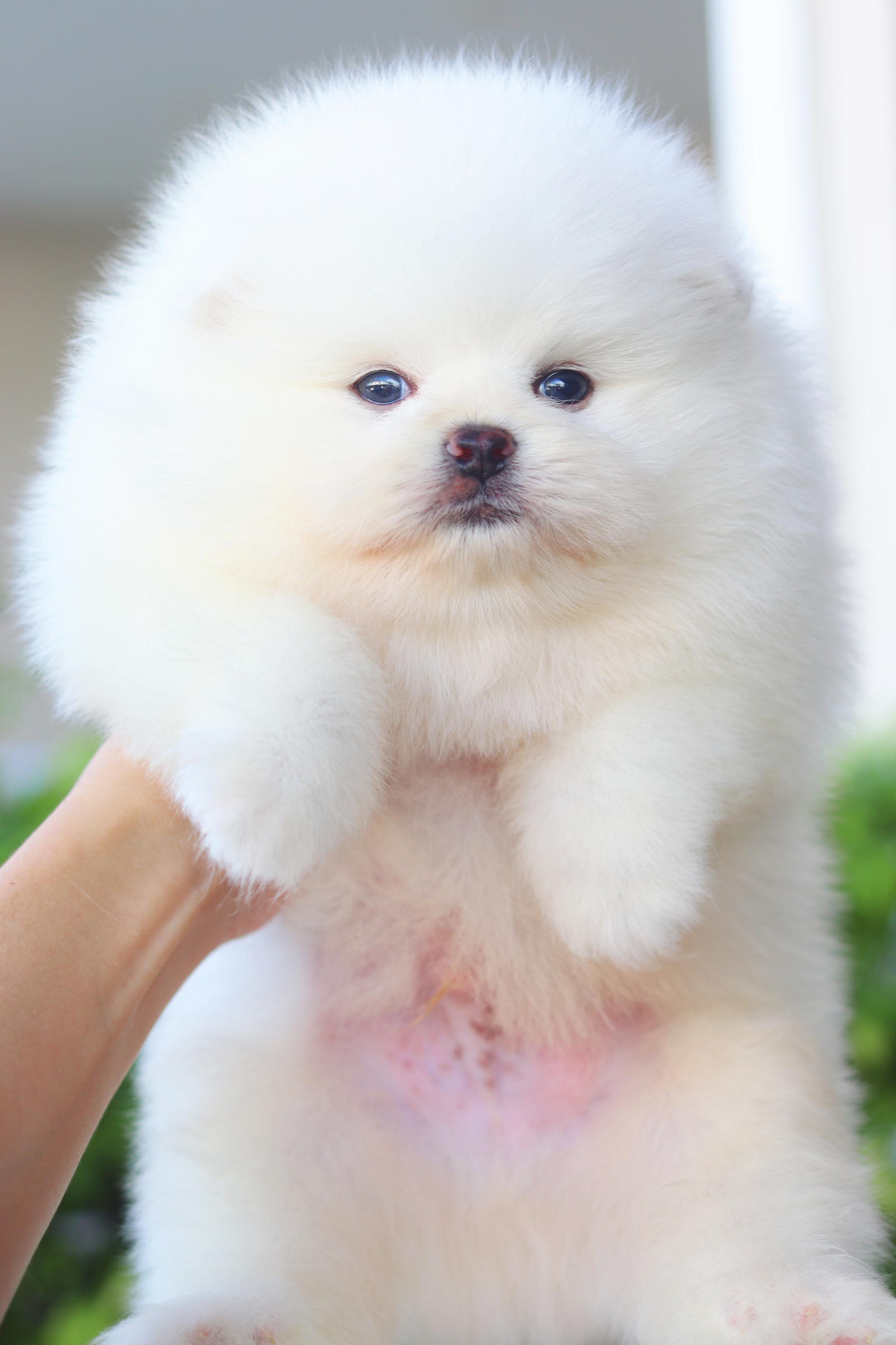 ปอมเมอเรเนียน เพศผู้สีขาวครีมเกรดโชว์