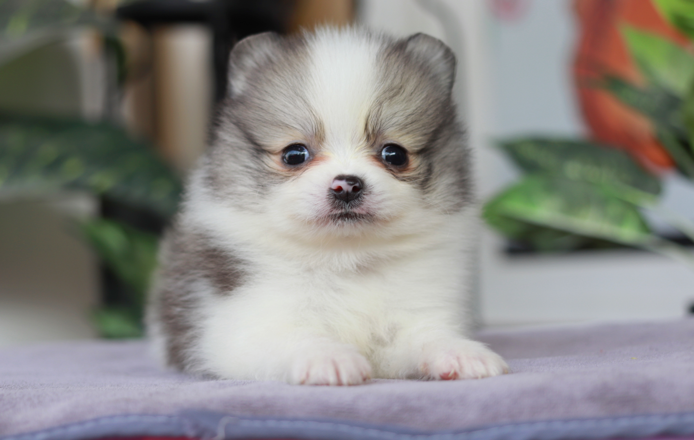 ปอมเมอเรเนียน เพศผู้