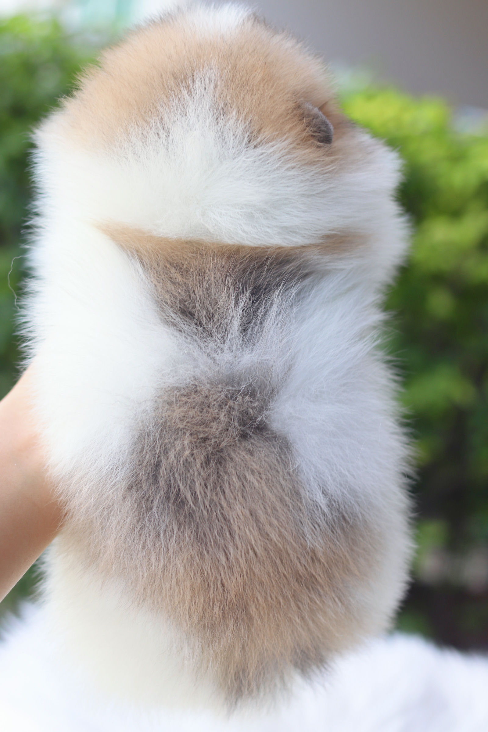 ปอมเมอเรเนียน เพศผู้สีแฟนซีเกรดโชว์