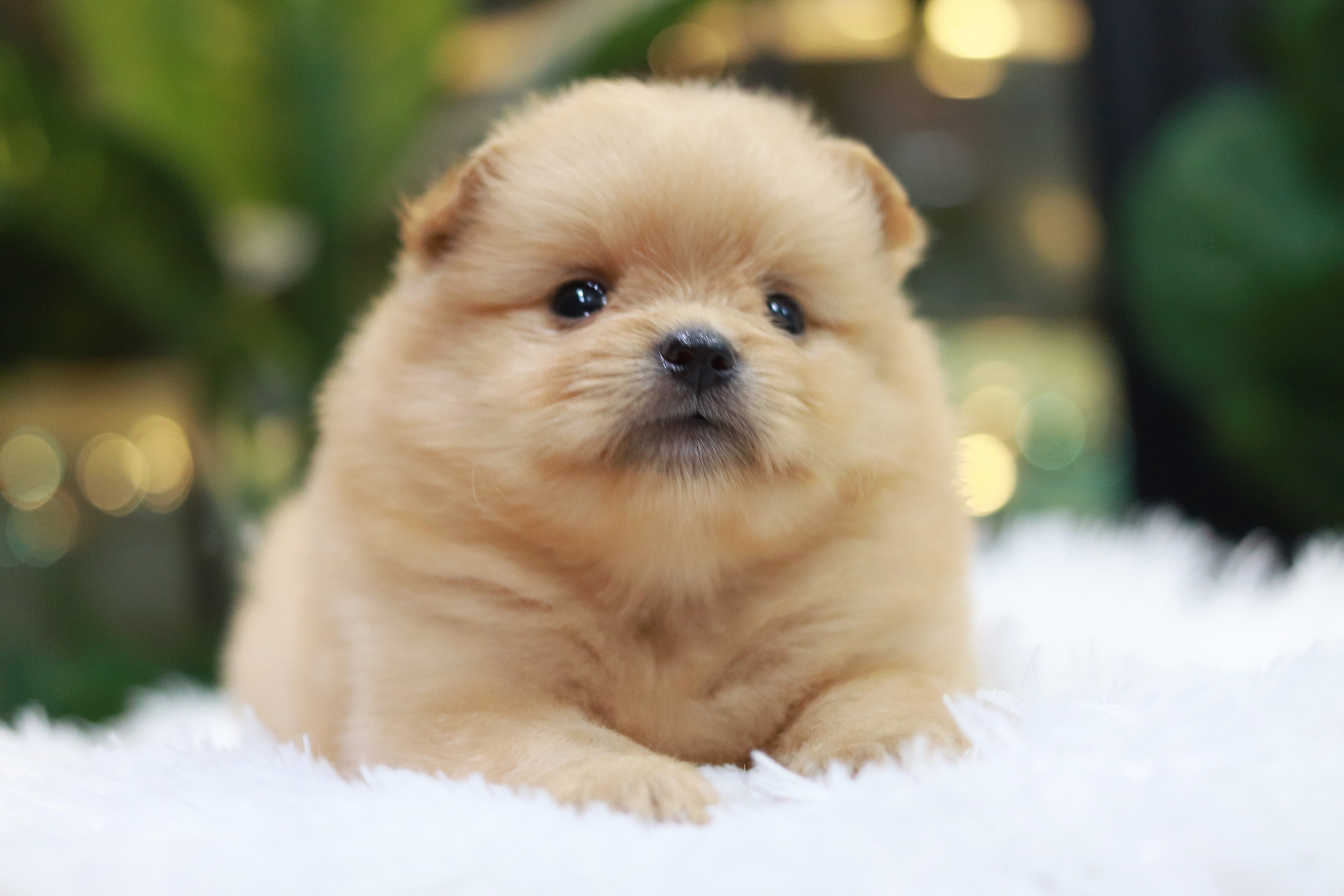 ปอมเมอเรเนียน เพศเมีย สีครีมหน้าฟ็อก