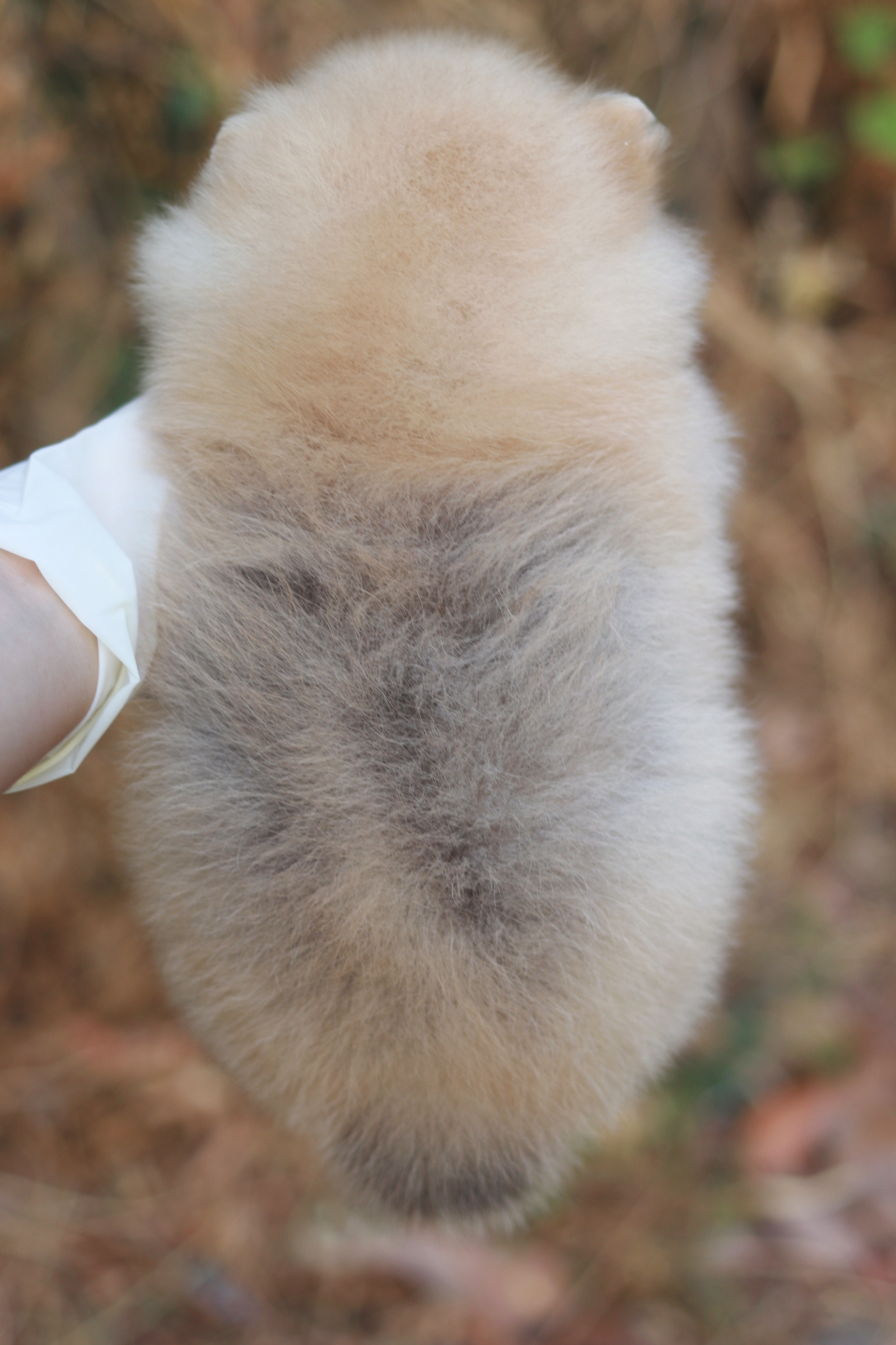 ปอมเมอเรเนียน เพศเมีย