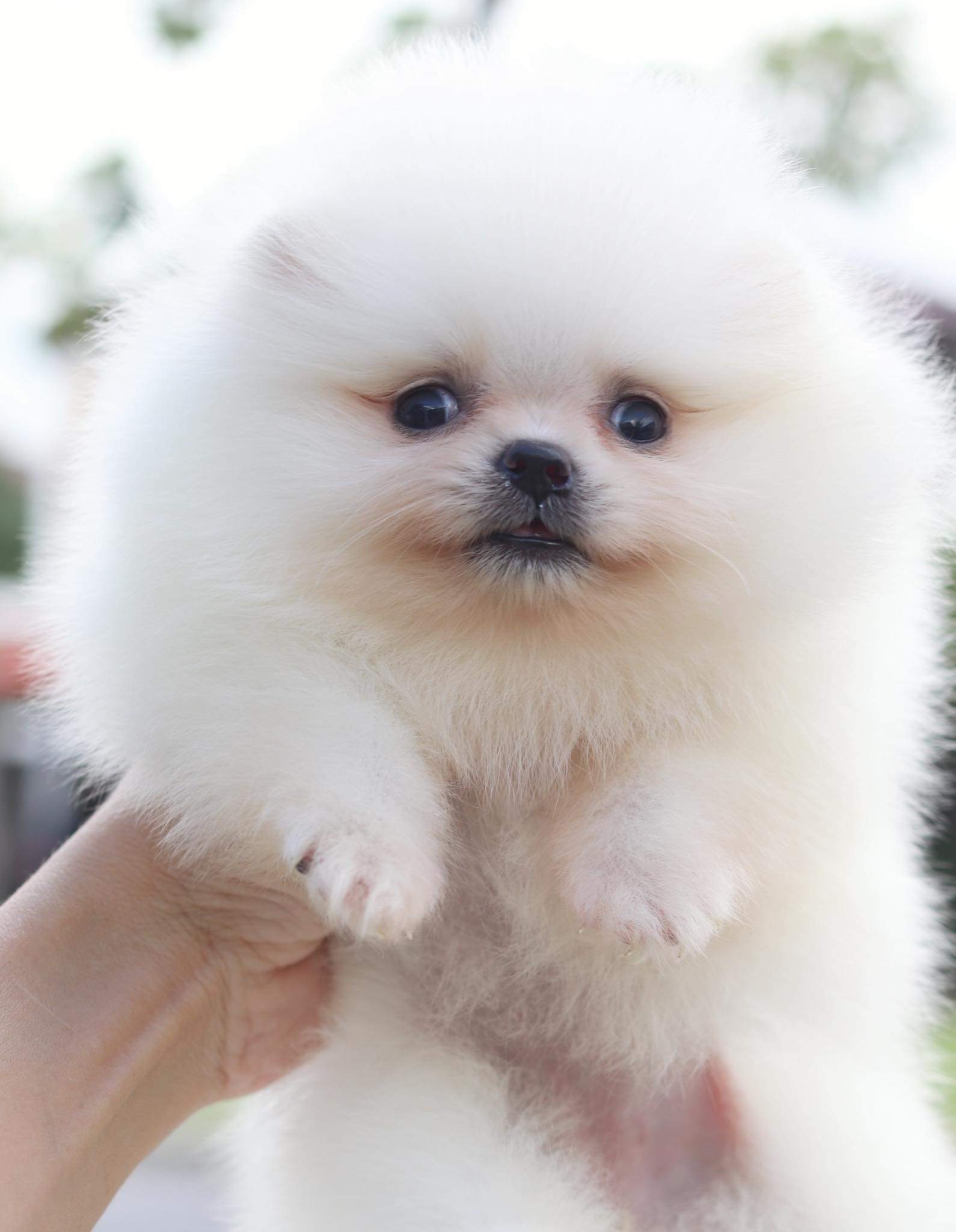 ปอมเมอเรเนียน เพศเมีย เกรดโชว์ สีขาวครีม