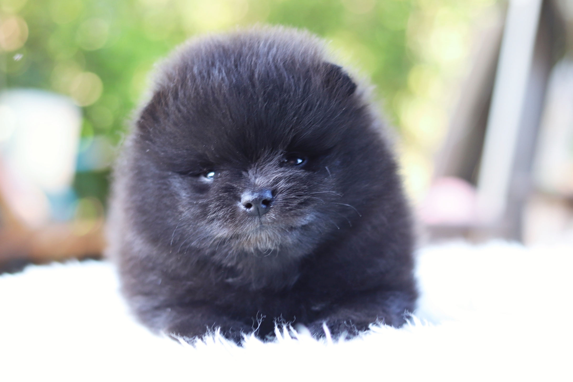 ปอมเมอเรเนียน เพศผู้ สีดำ