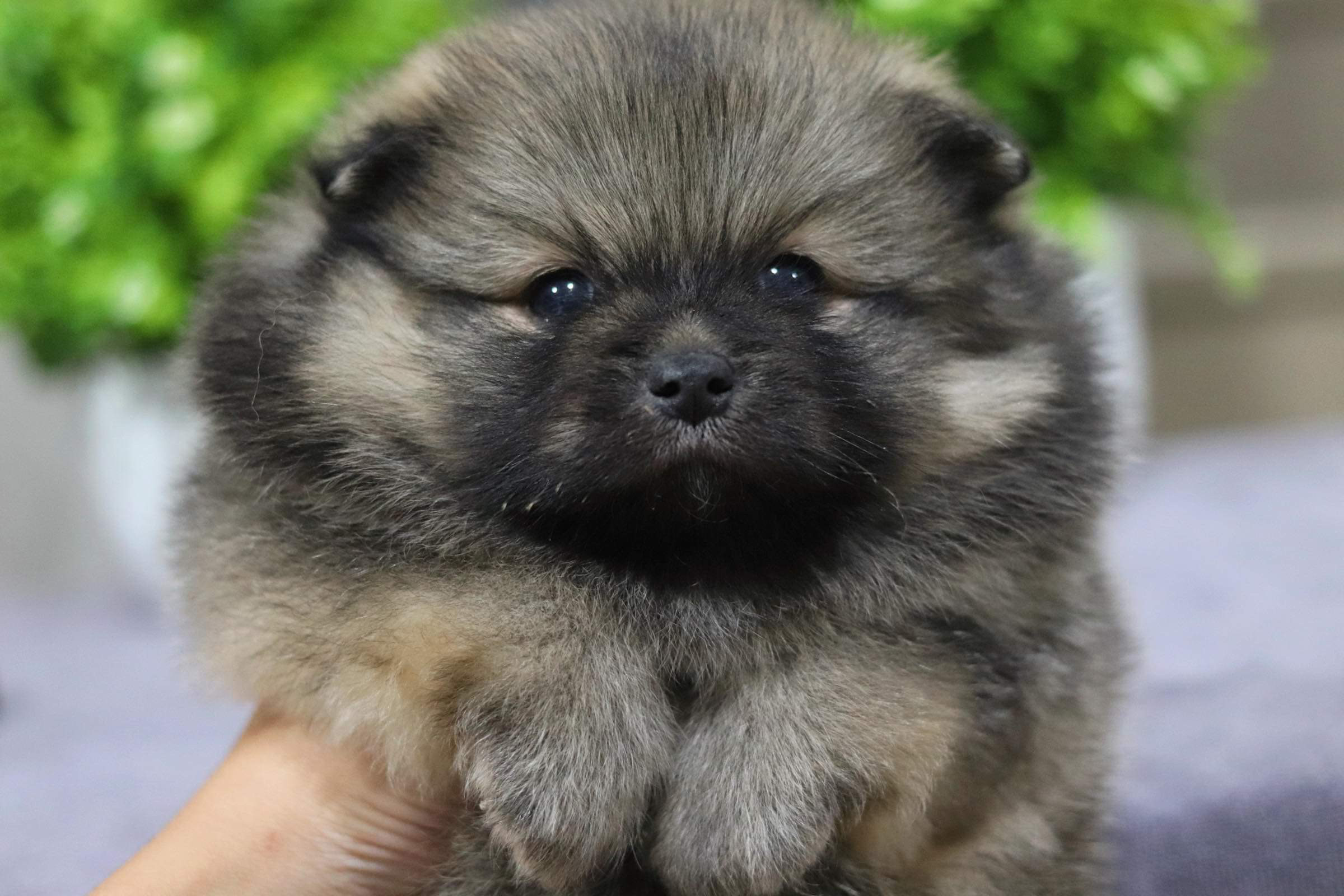 ปอมเมอเรเนียน เพศผู้