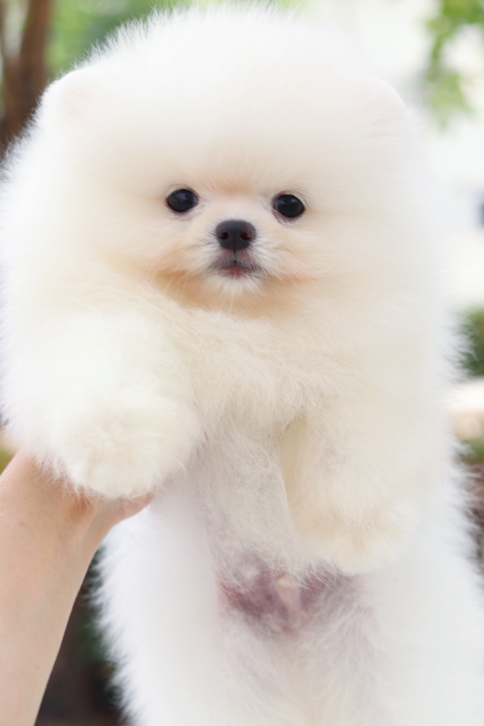 ปอมเมอเรเนียน เพศผู้ สีขาวครีม เกรดโชว์ สายเลือดเกาหลี