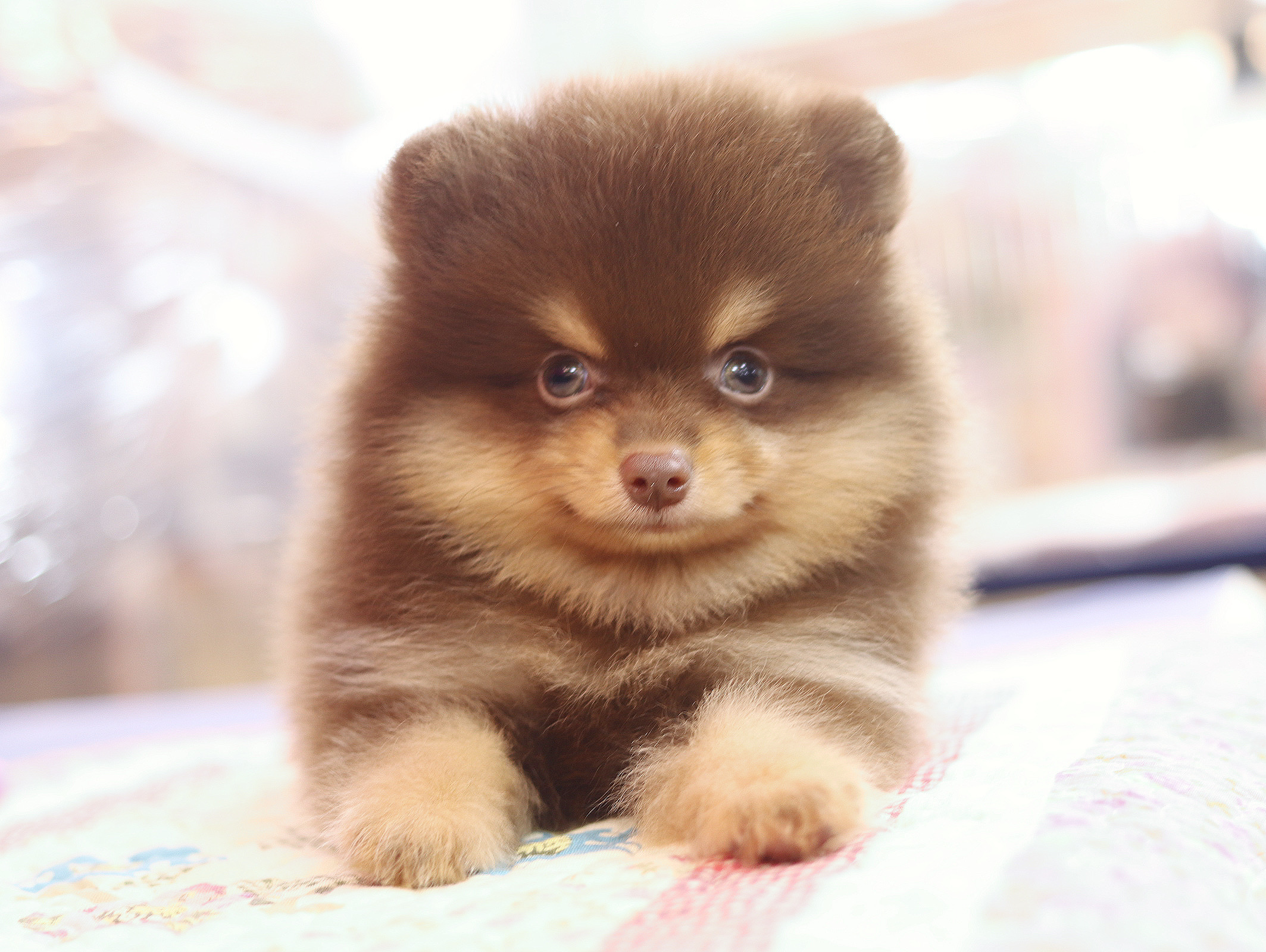 ปอมเมอเรเนียน เพศเมียสีช็อคแทน