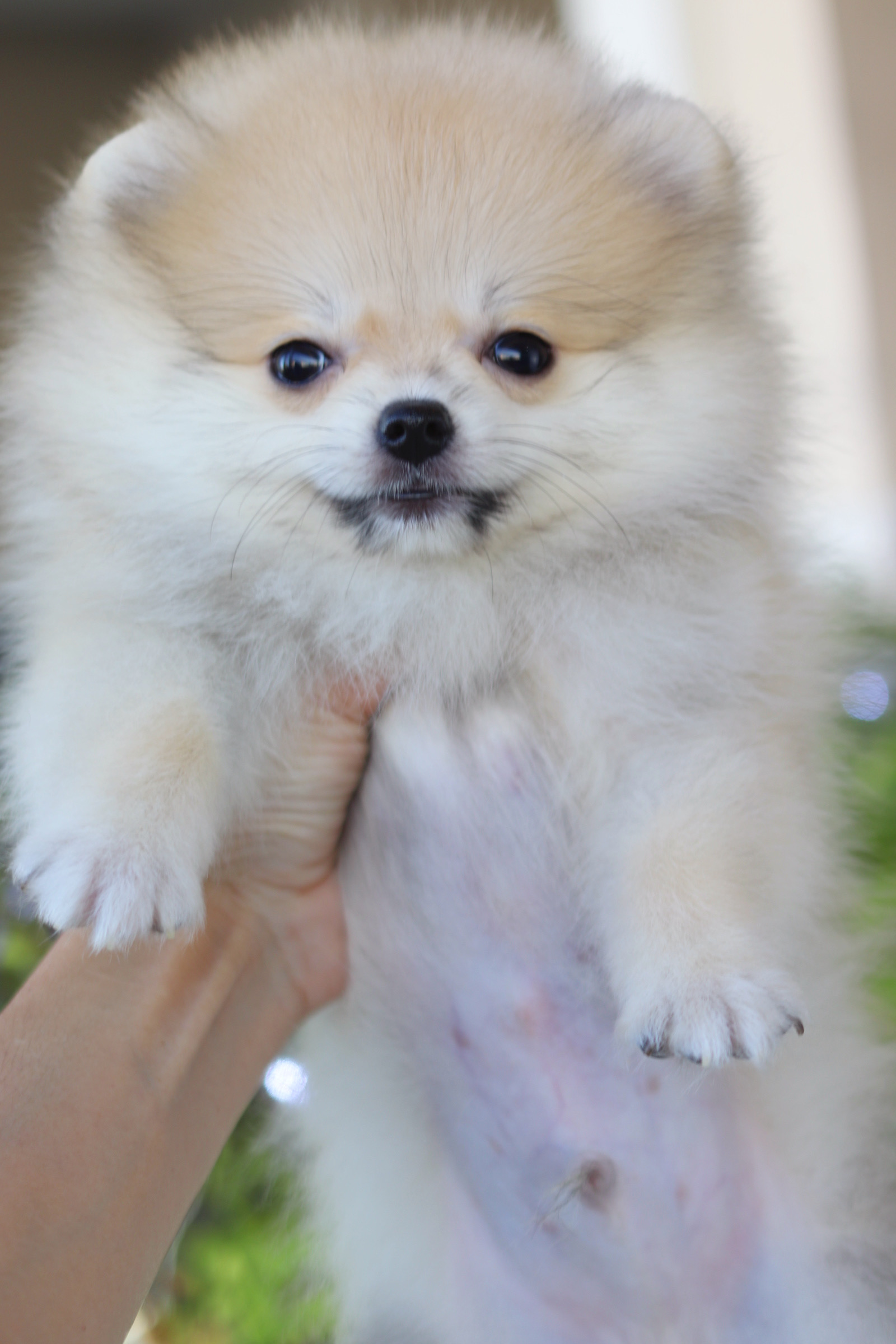 ปอมเมอเรเนียน เพศผู้สีส้ม