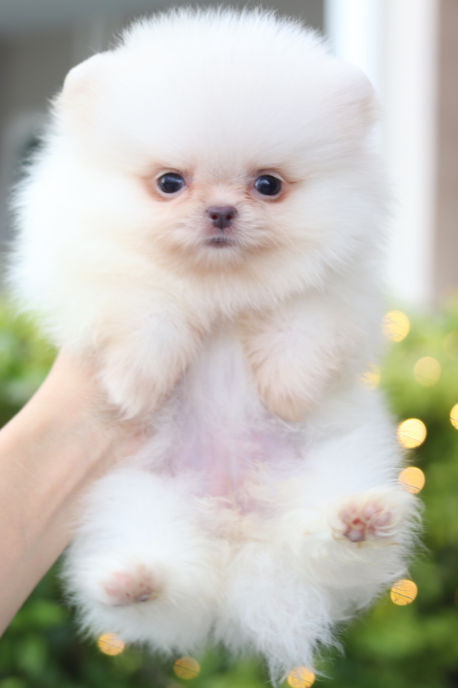 ปอมเมอเรเนียน เพศเมียสีขาวครีม เกรดโชว์