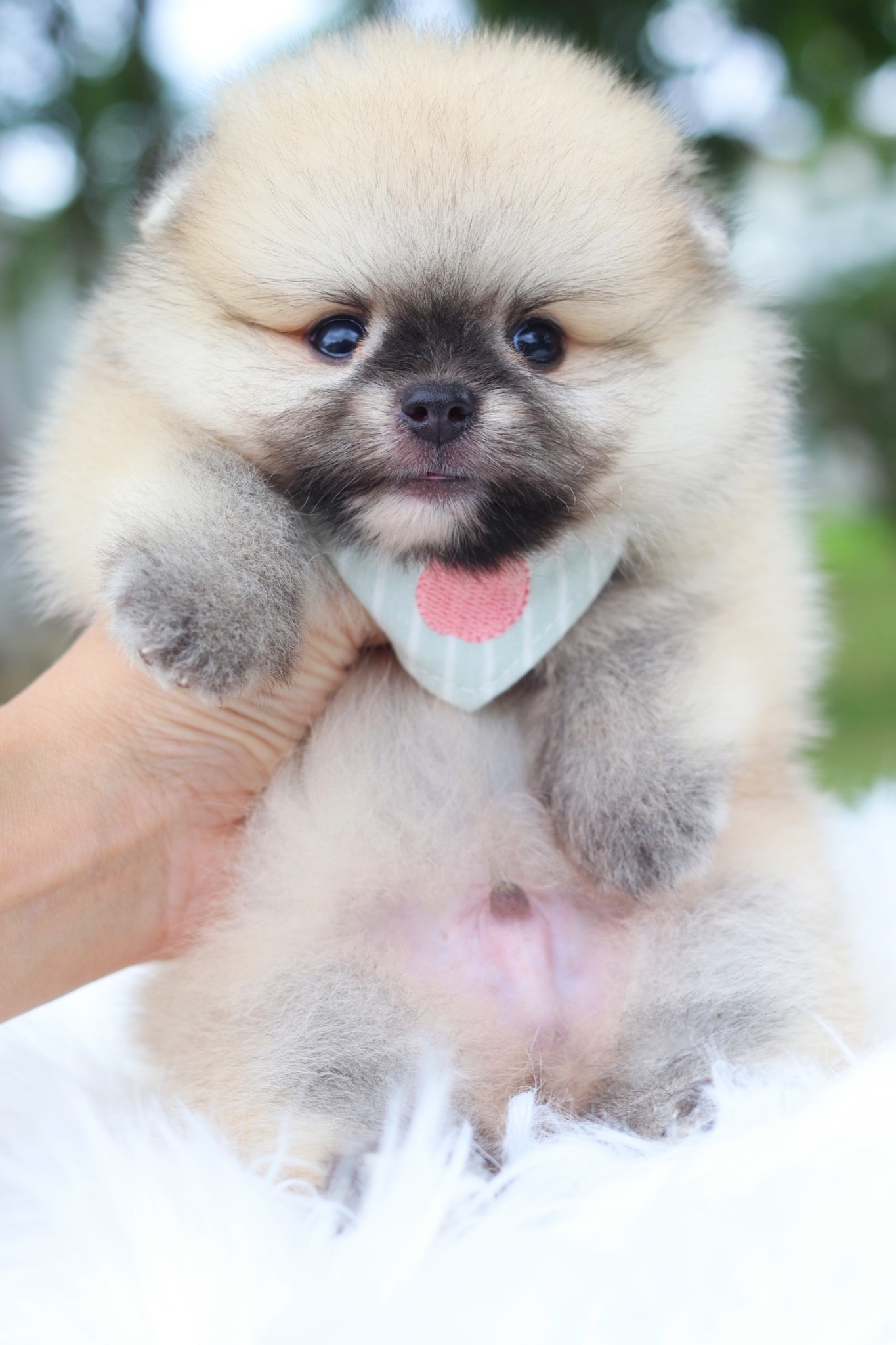 ปอมเมอเรเนียน เพศผู้สีส้ม