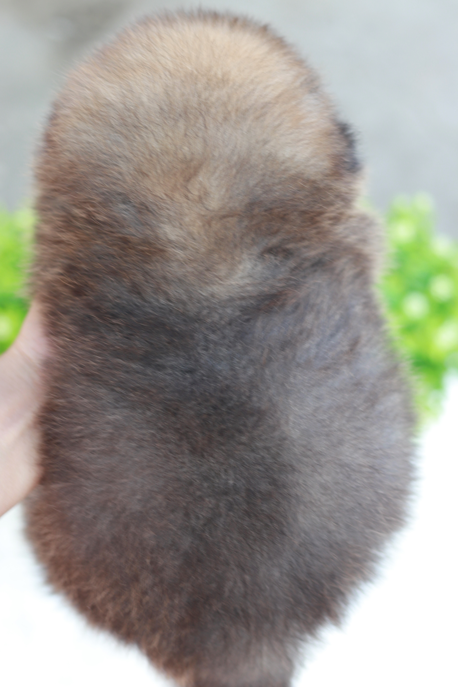 ปอมเมอเรเนียน เพศผู้