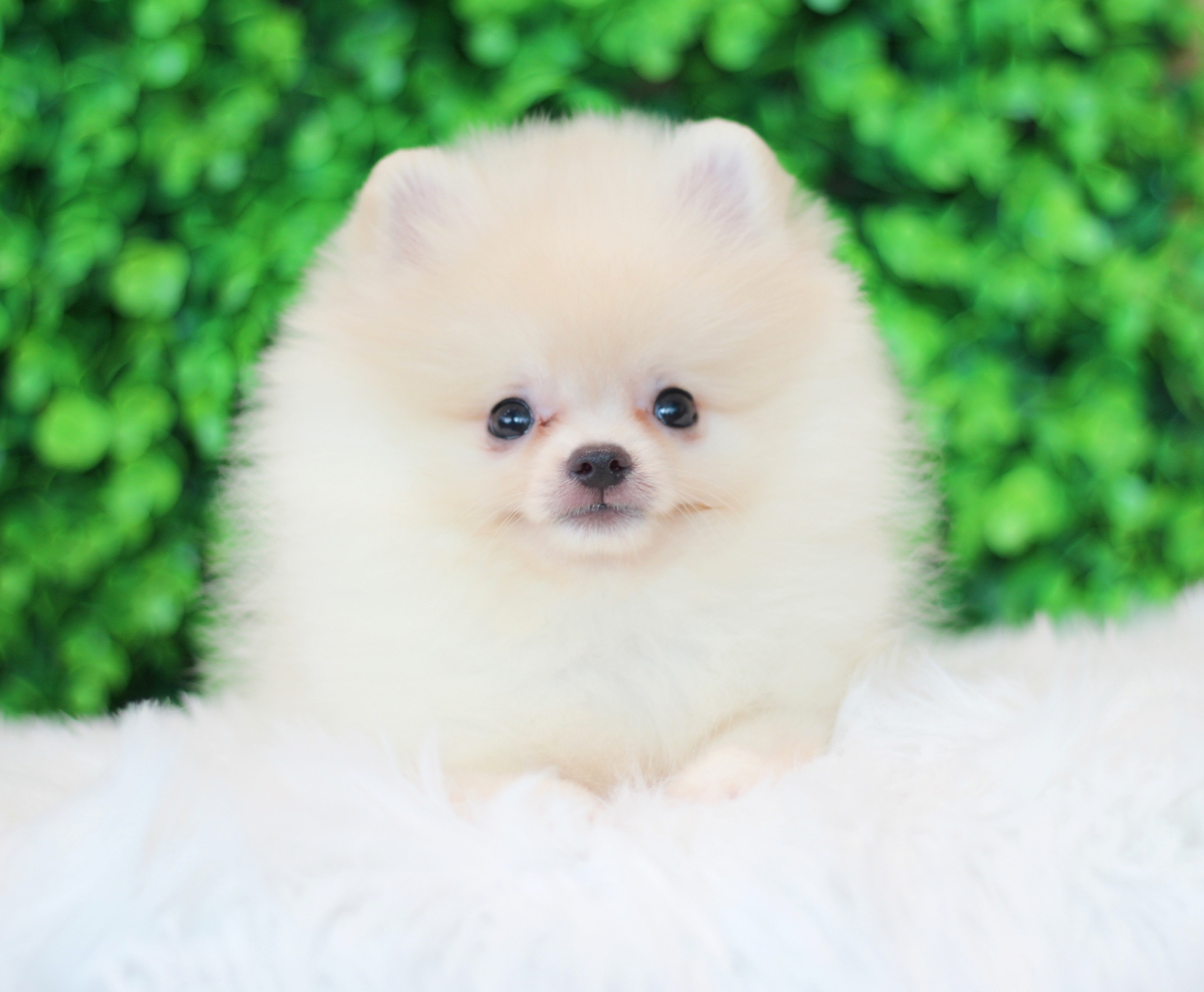 ปอมเมอเรเนียน เพศผู้สีขาวครีม