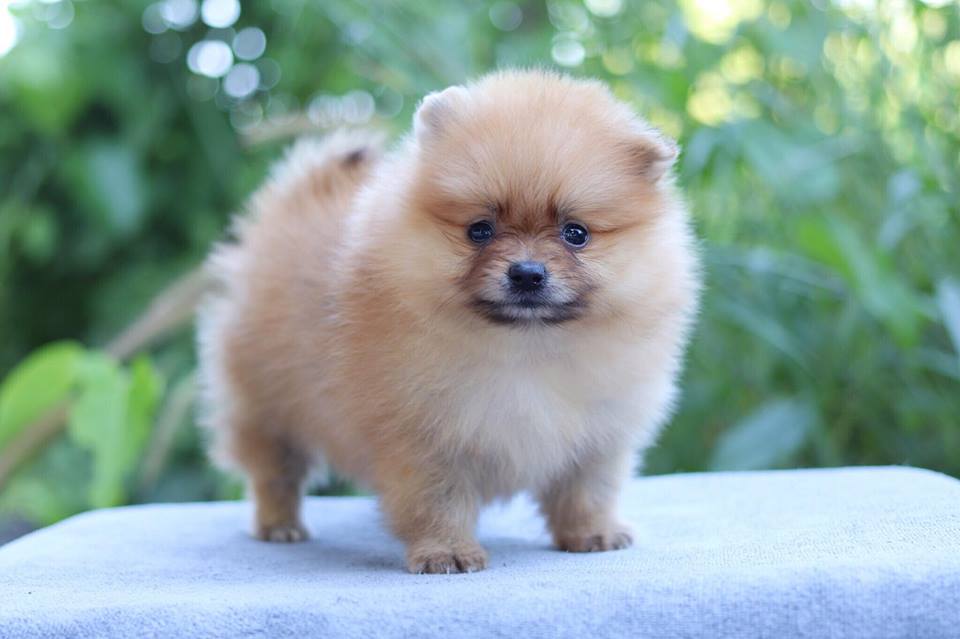 ปอมเมอเรเนียน เพศเมีย