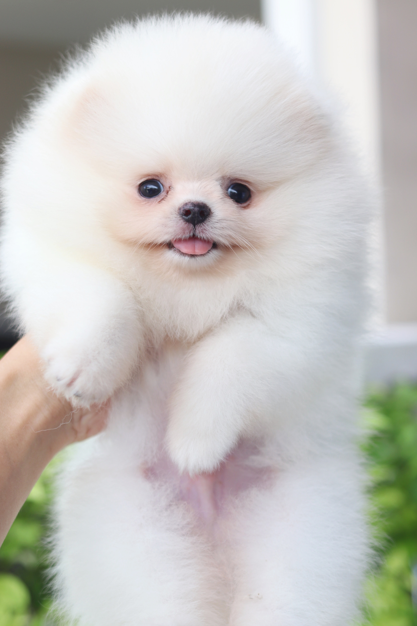 ปอมเมอเรเนียน เพศผู้สีขาวครีมเกรดโชว์