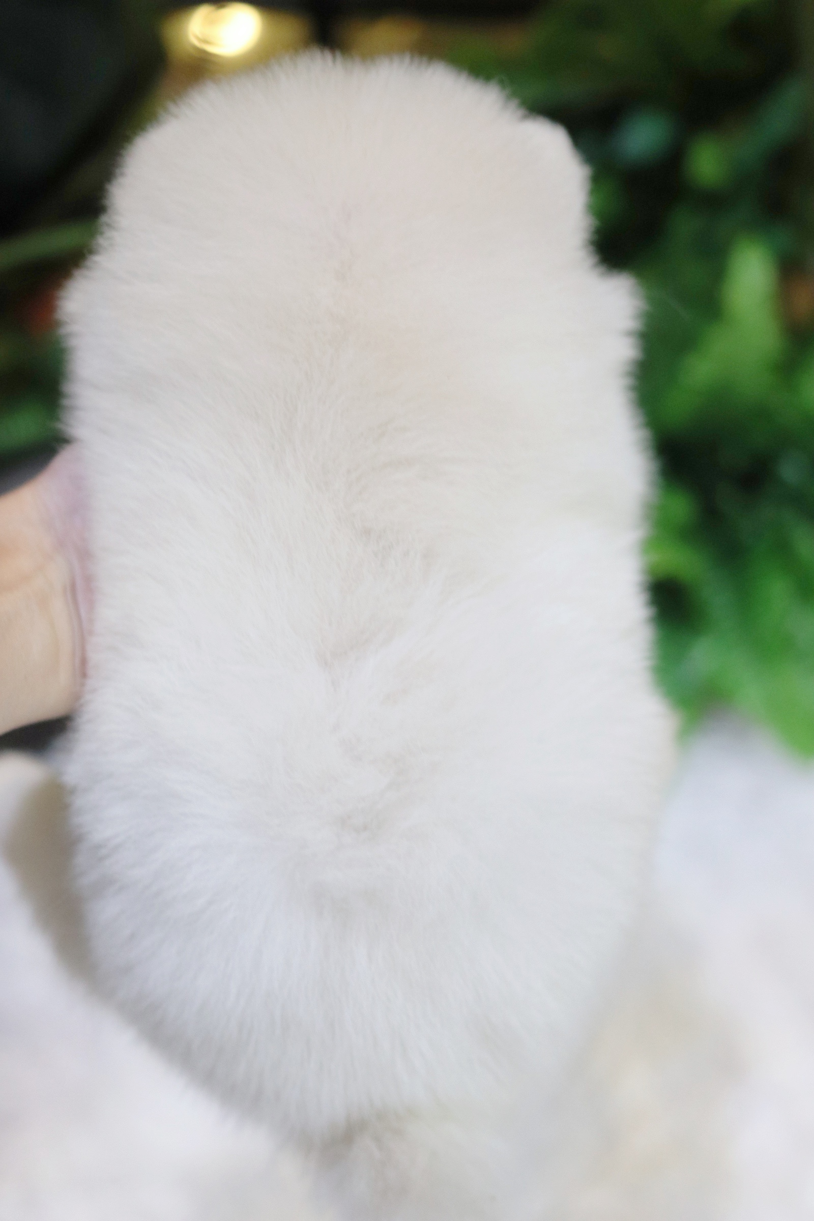 ปอมเมอเรเนียน เพศผู้ขาวครีม