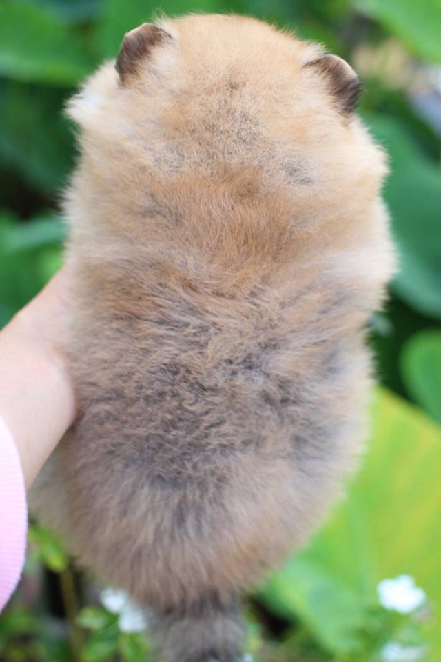 ปอมเมอเรเนียน เพศผู้สีส้ม