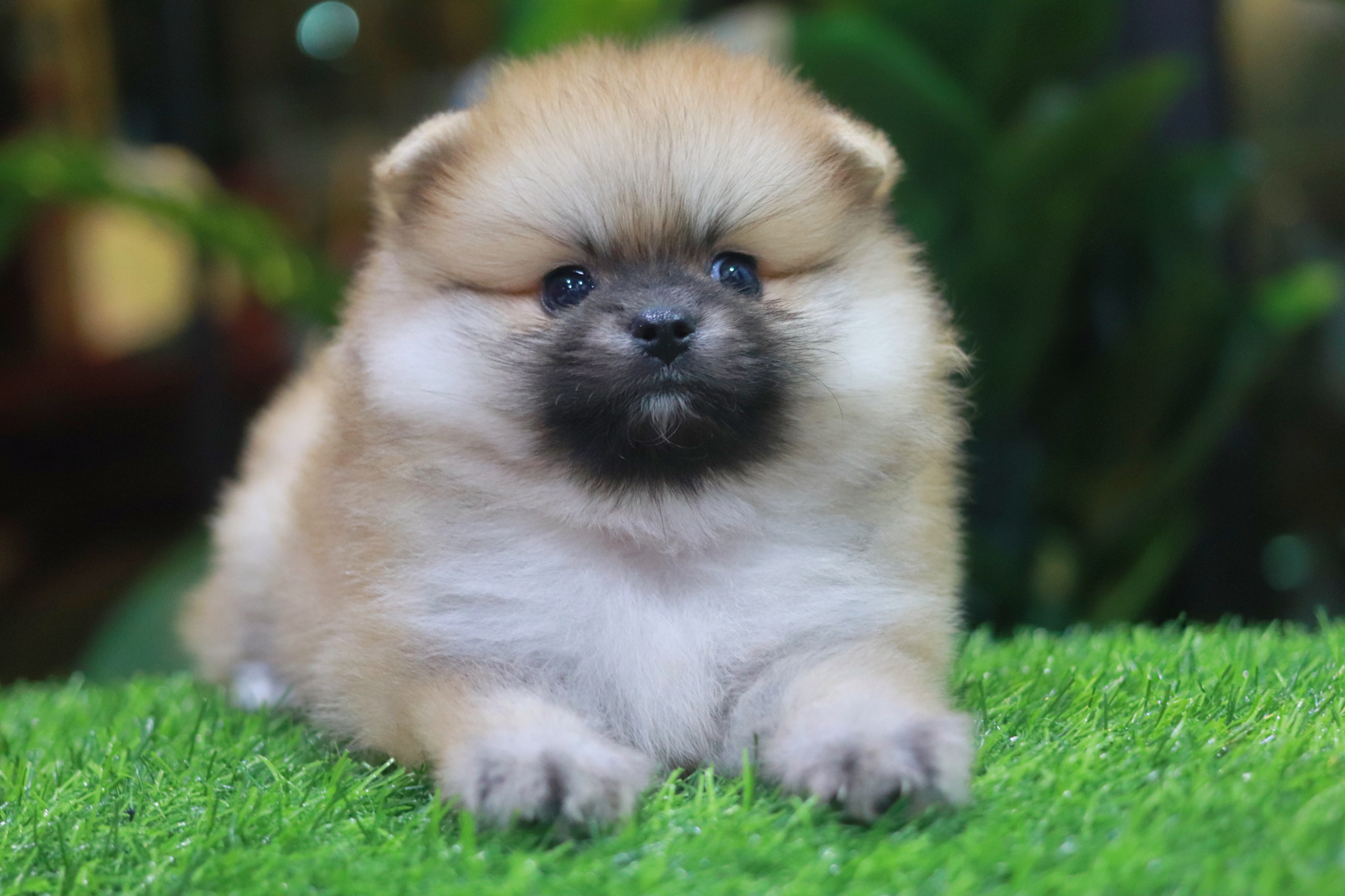 ปอมเมอเรเนียน เพศผู้สีส้ม เกรดโชว์