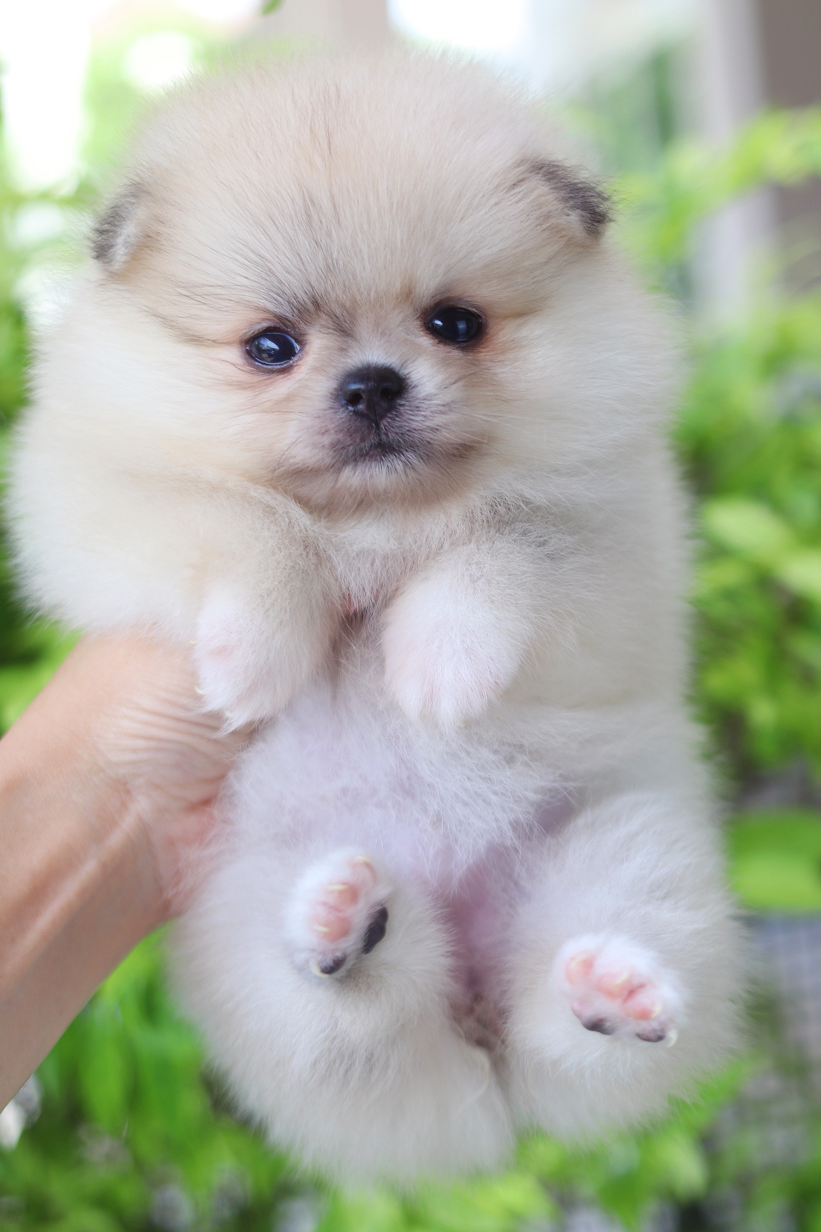 ปอมเมอเรเนียน เพศเมียสีส้ม