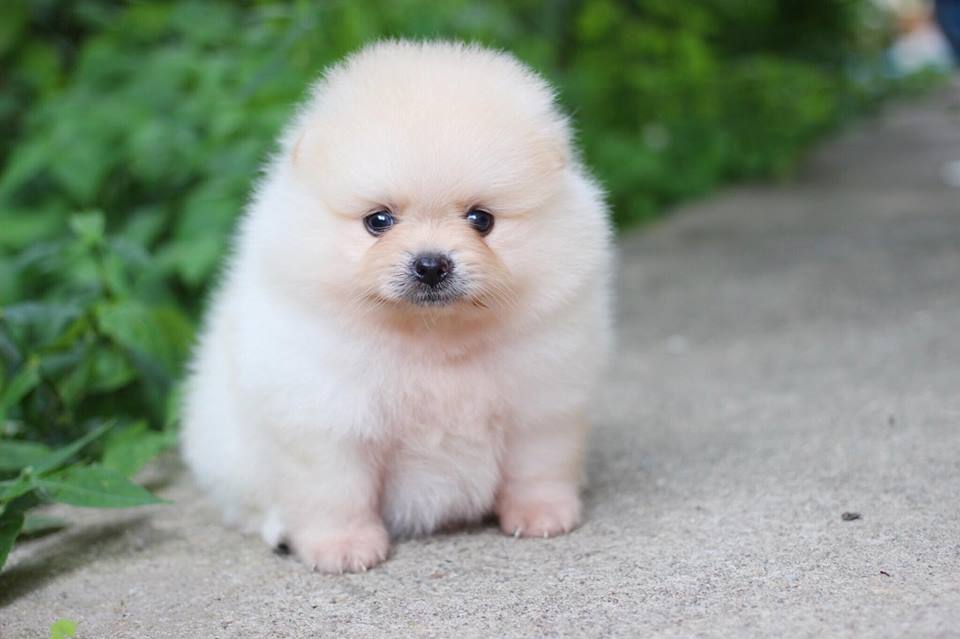 ปอมเมอเรเนียน เพศผู้