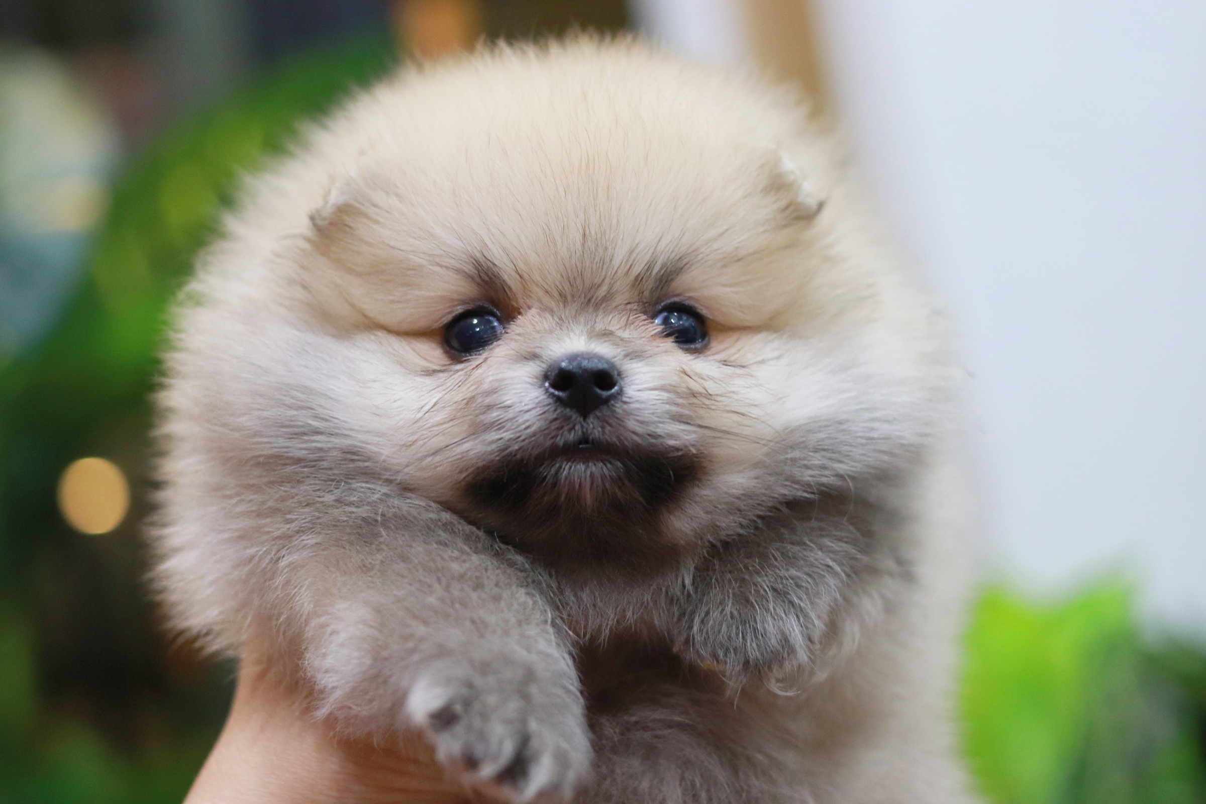 ปอมเมอเรเนียน เพศผู้สีส้ม