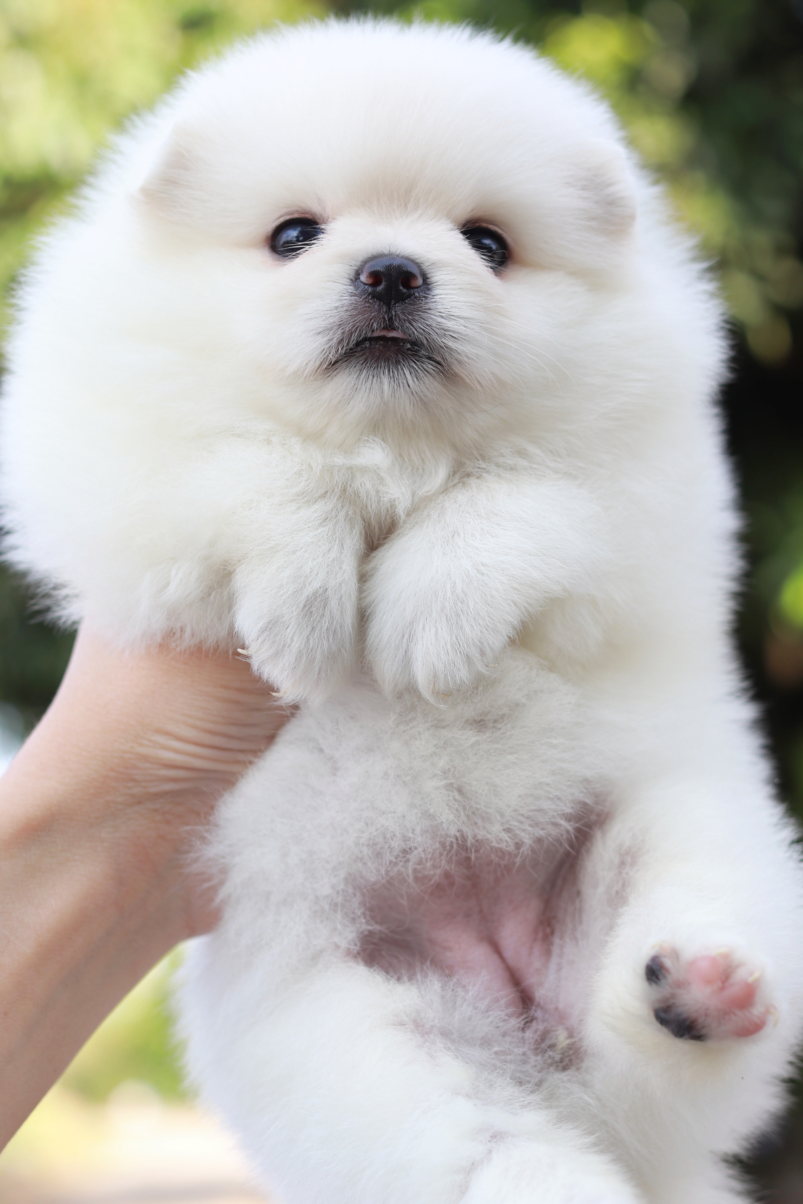 ปอมเมอเรเนียน เพศเมียสีขาว