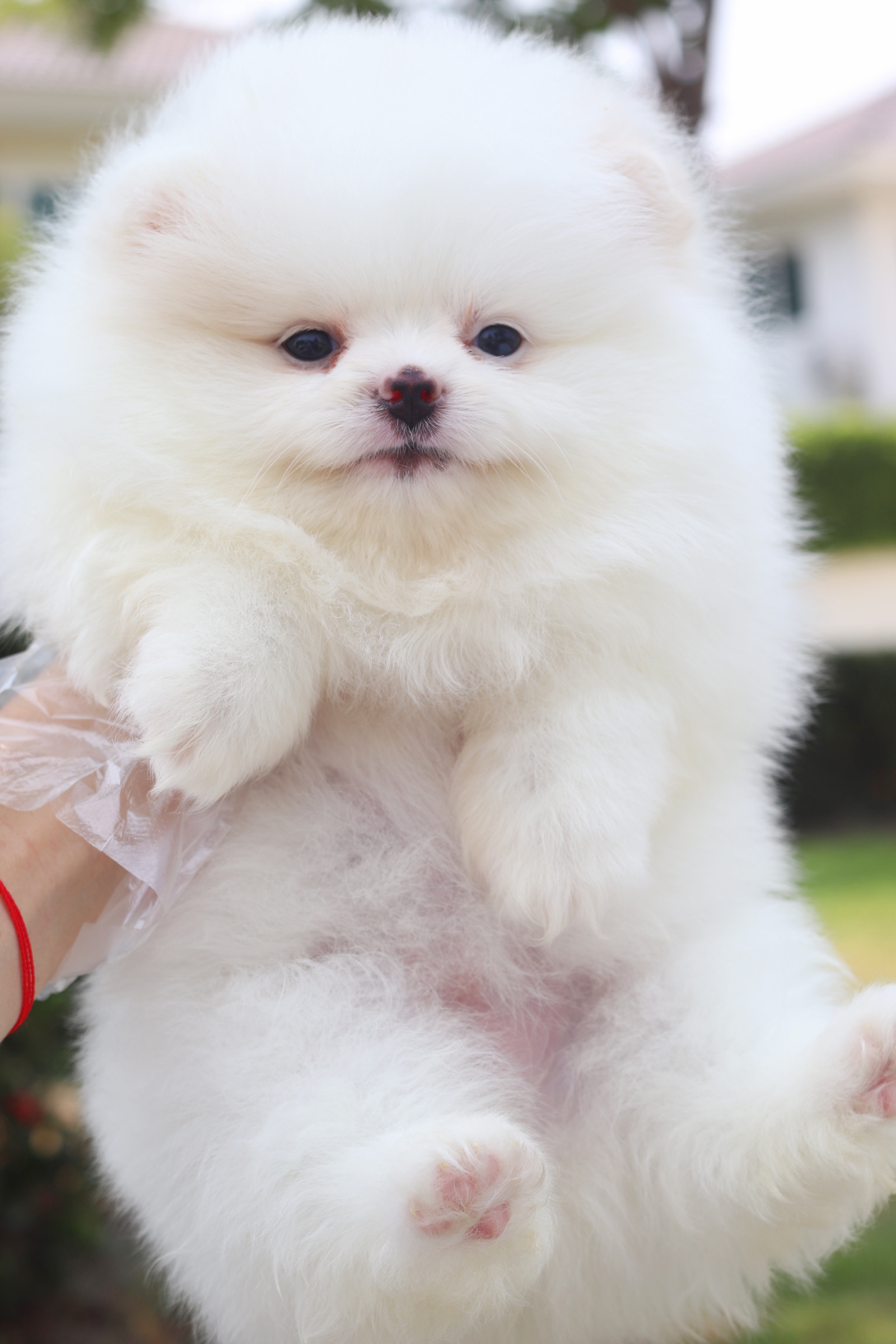 ปอมเมอเรเนียน เพศเมียสีขาวครีม เกรดโชว์