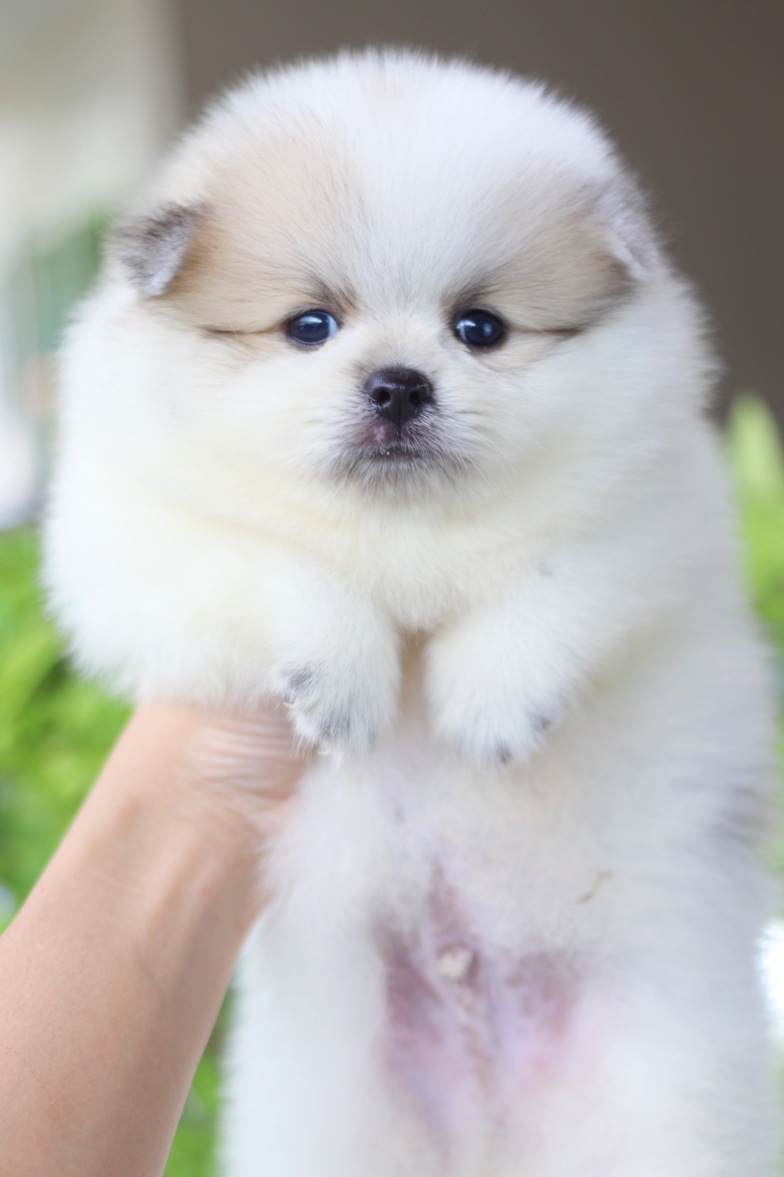 ปอมเมอเรเนียน เพศผู้สีแฟนซี