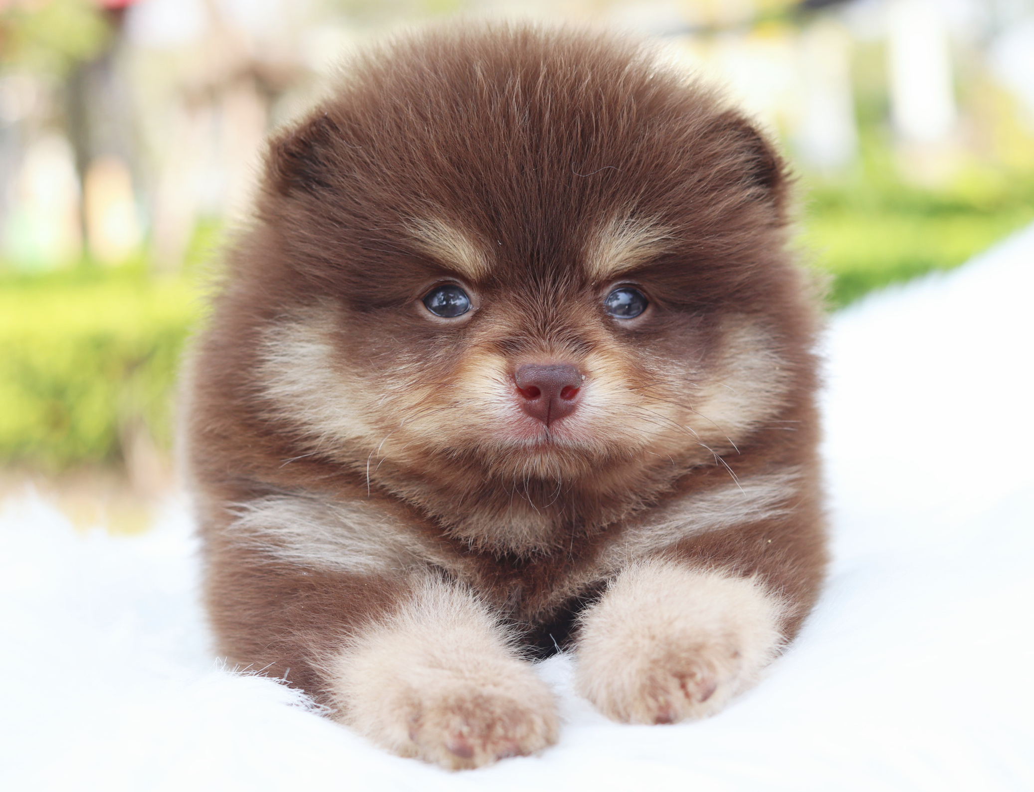 ปอมเมอเรเนียน เพศผู้สีช็อคแทน