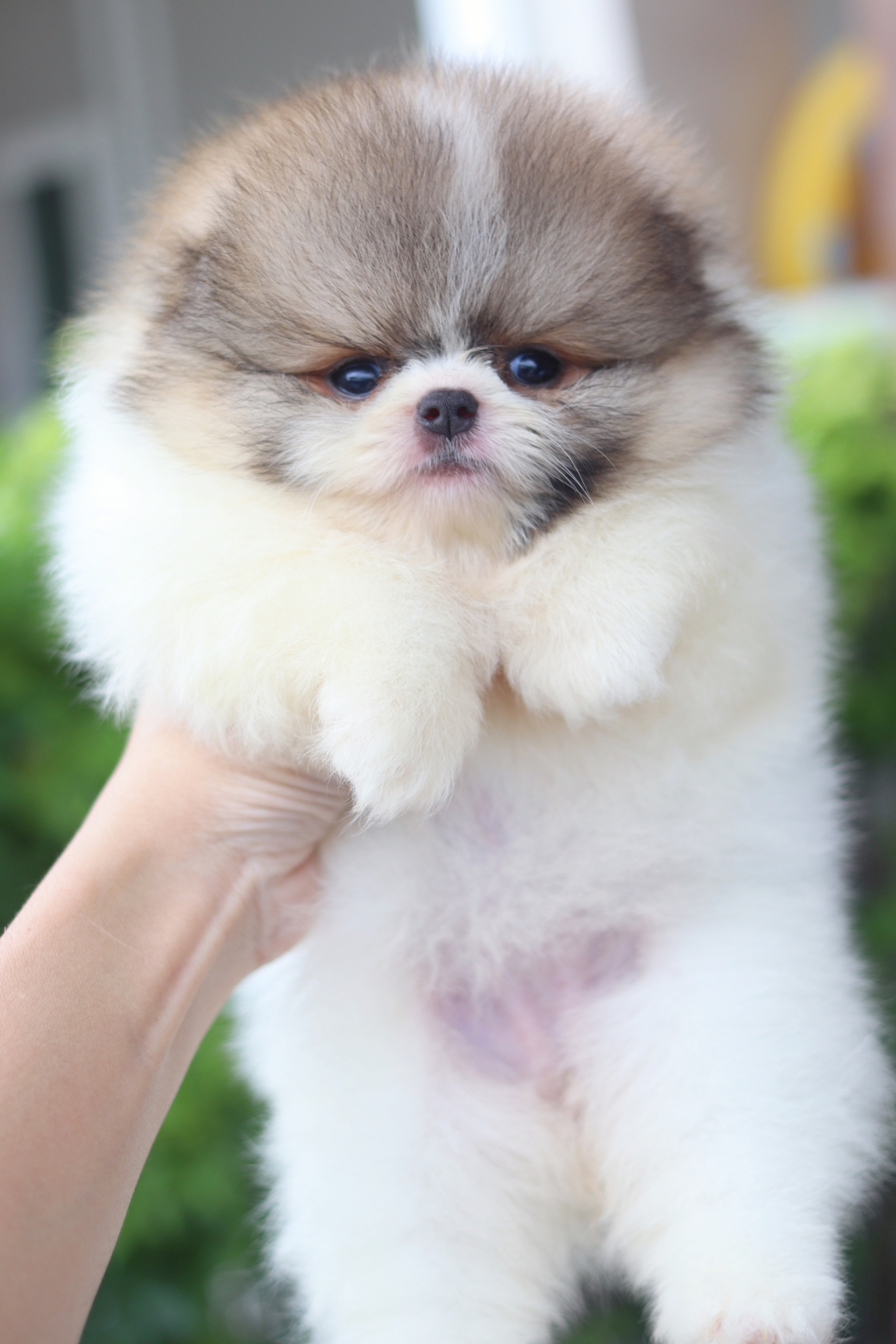 ปอมเมอเรเนียน เพศเมียสีแฟนซี