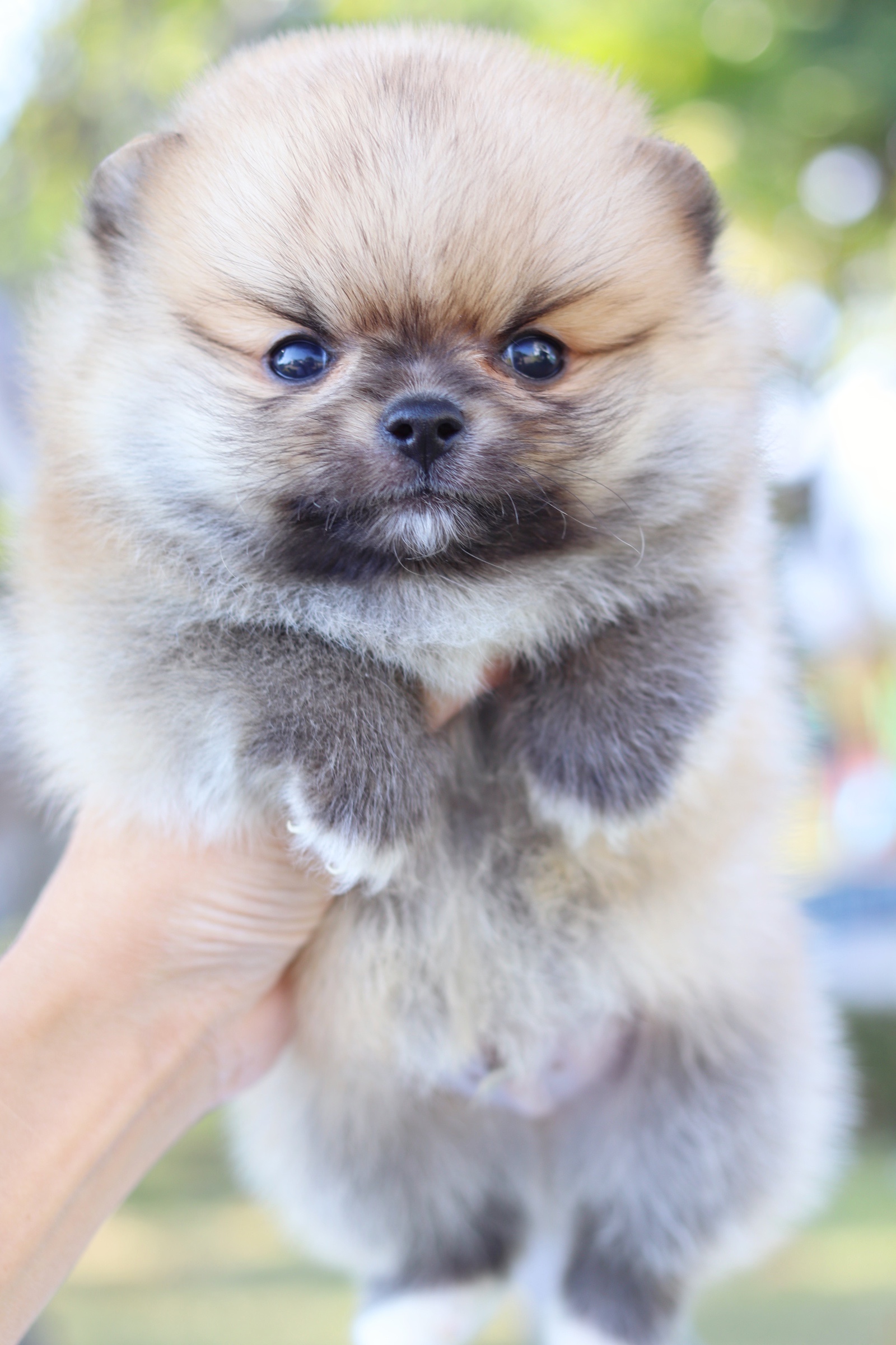 ปอมเมอเรเนียน เพศผู้ สีส้ม