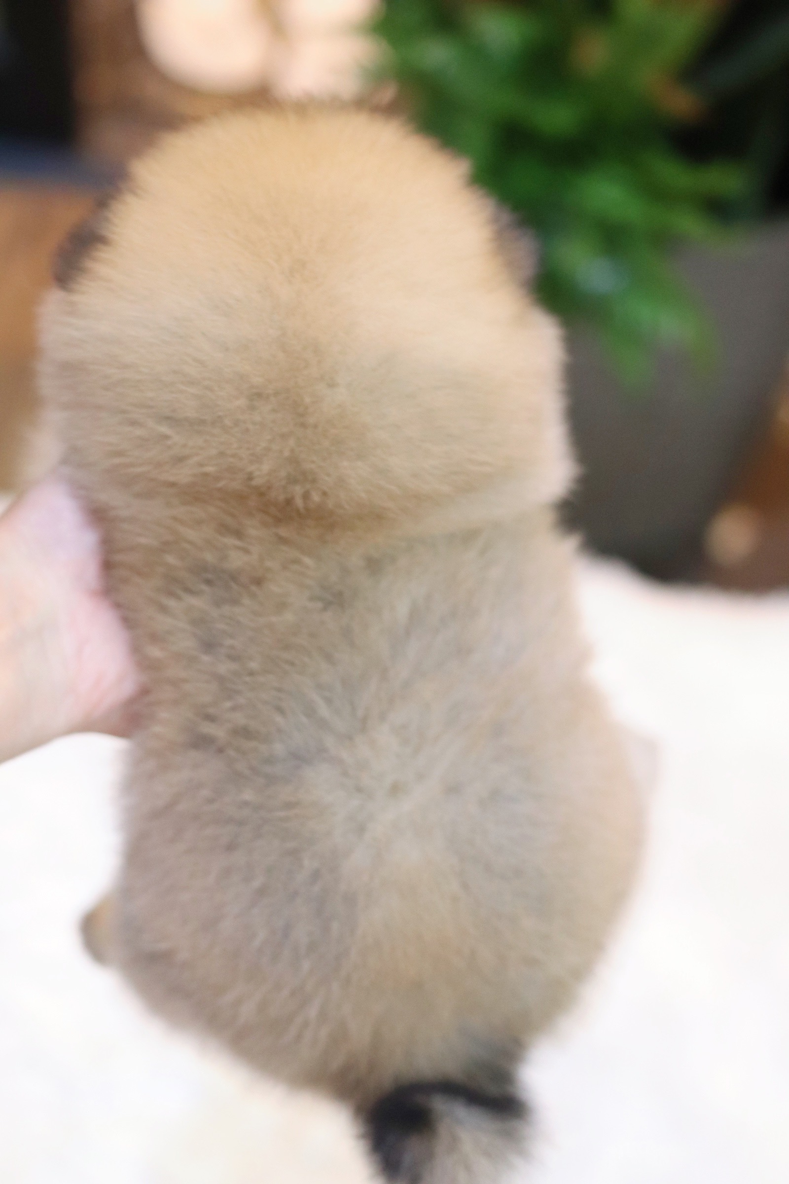 ปอมเมอเรเนียน เพศเมียสีส้ม