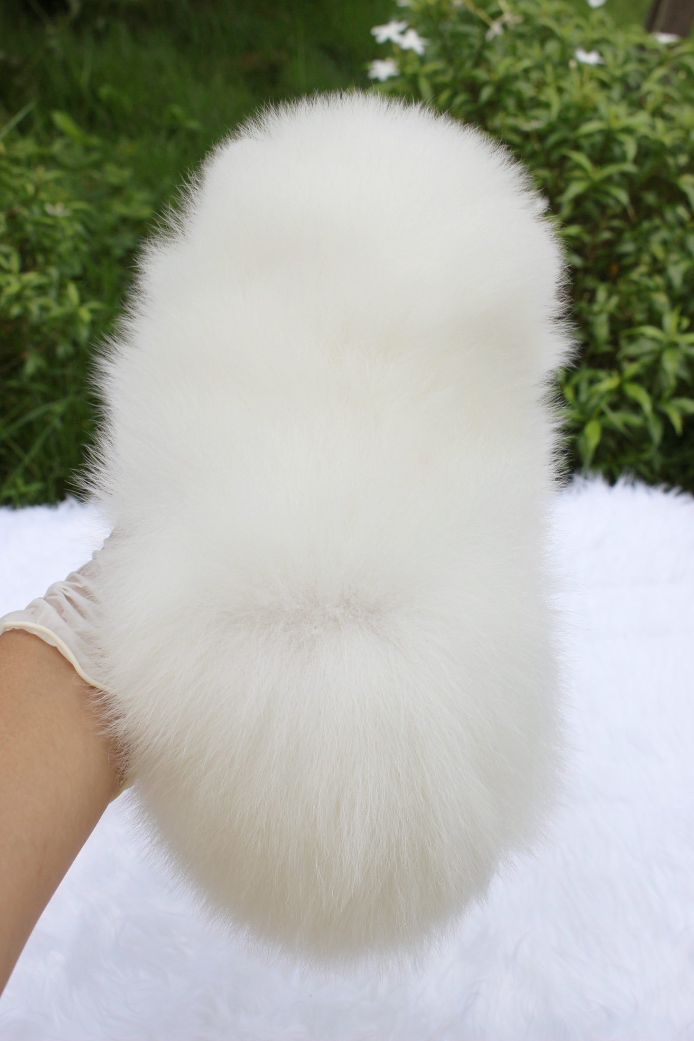 ปอมเมอเรเนียน เพศเมียขาวครีม