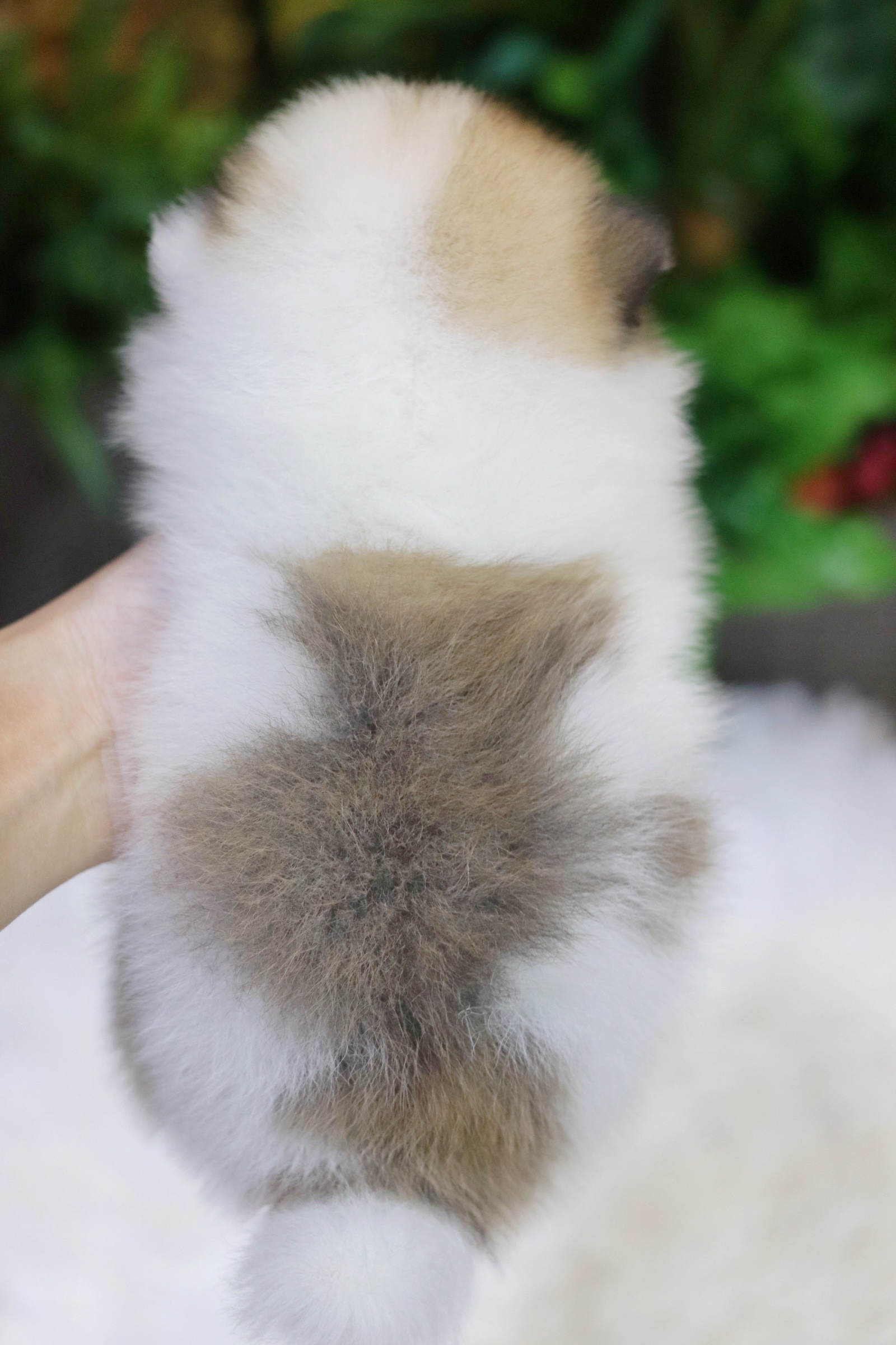 ปอมเมอเรเนียน เพศผู้แฟนซี