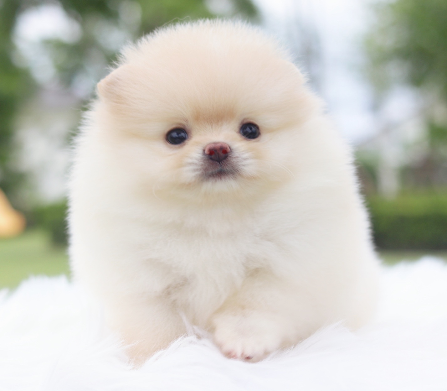 ปอมเมอเรเนียน เพศเมียสีครีม