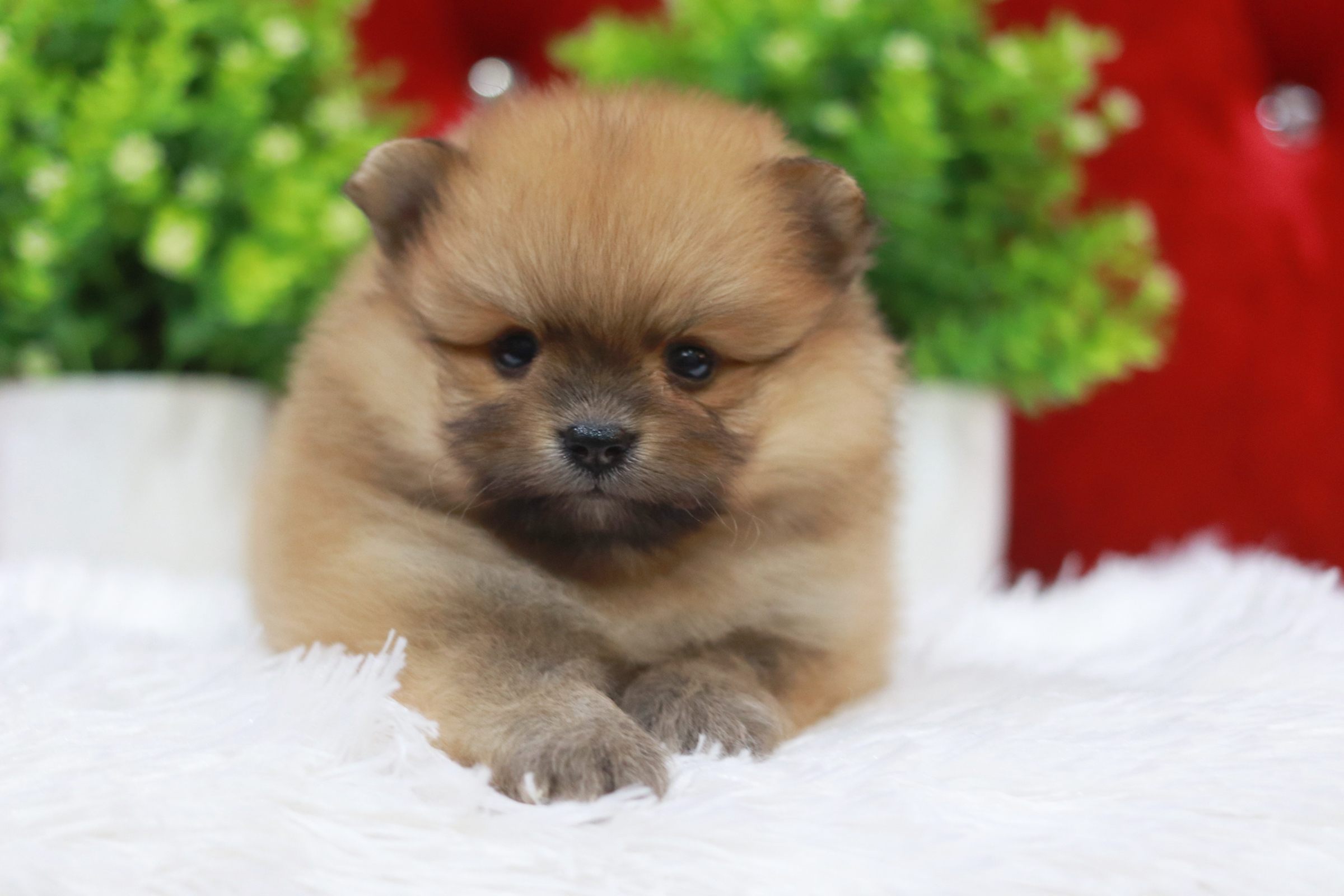 ปอมเมอเรเนียน เพศปอมผู้ สีส้ม