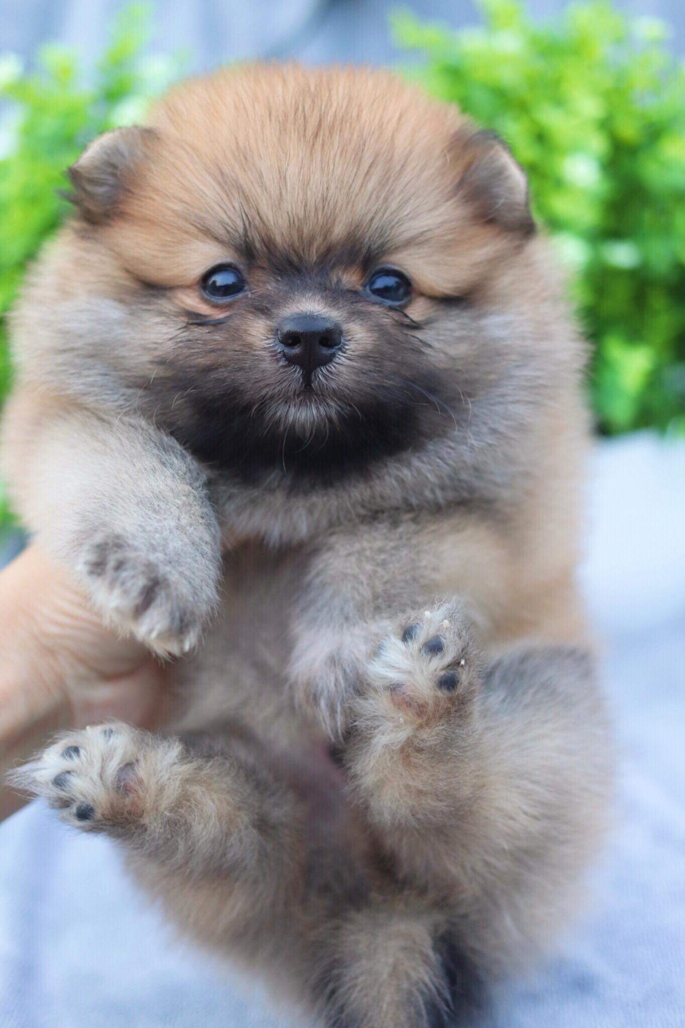 ปอมเมอเรเนียน เพศผู้