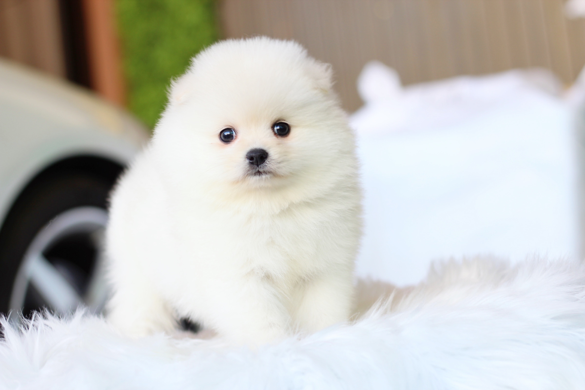 ปอมเมอเรเนียน เพศผู้ สีขาวครีมไซส์ปกติ