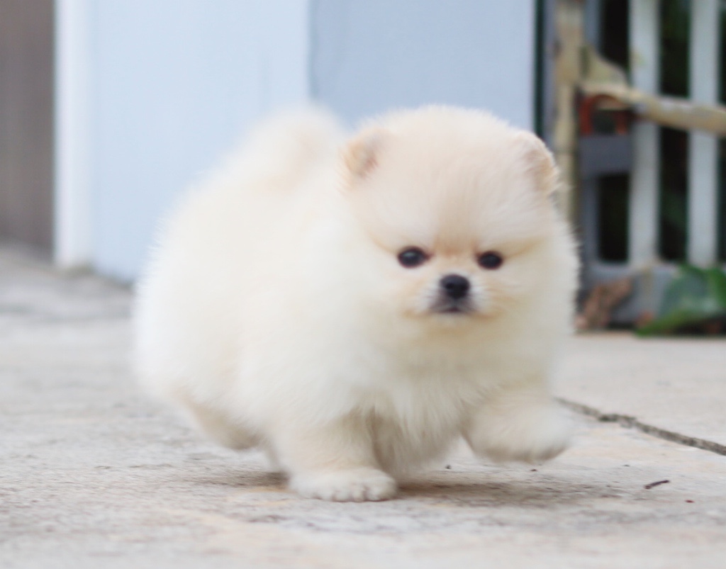 ปอมเมอเรเนียน เพศผู้สีครีมไซส์เล็กเกรดโชว์