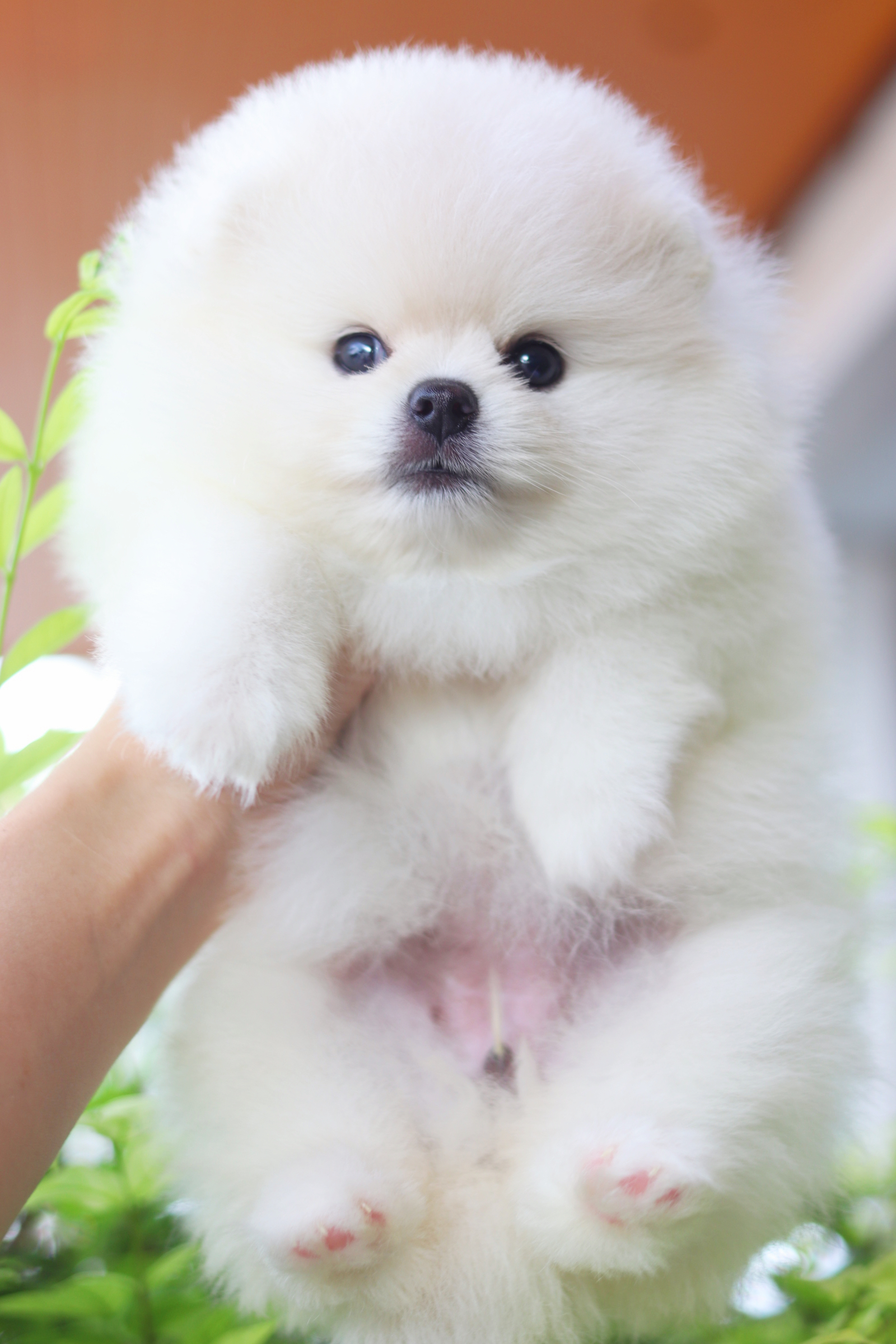 ปอมเมอเรเนียน เพศเมียสีขาวครีมเกรดโชว์