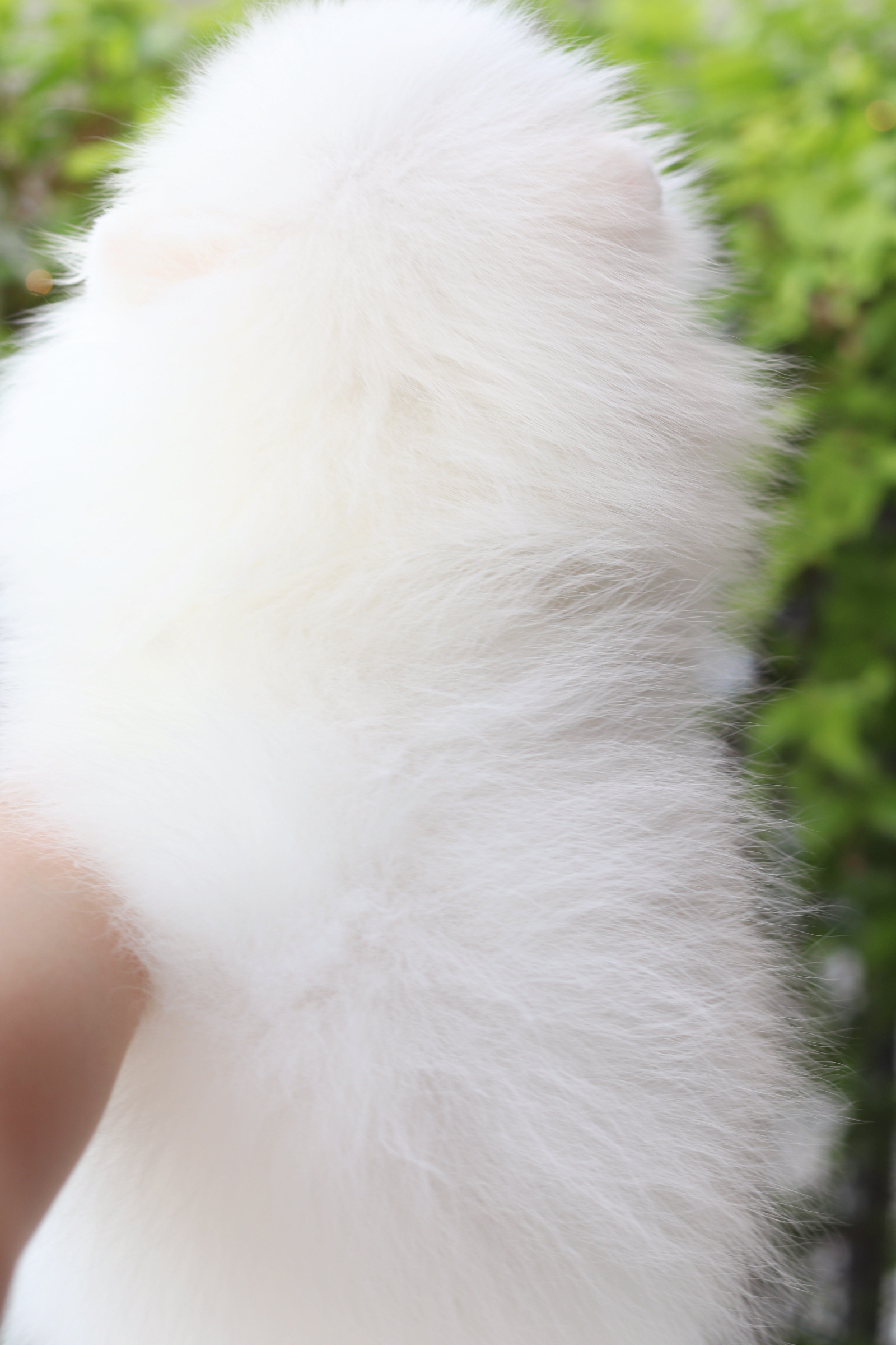 ปอมเมอเรเนียน เพศผู้สีขาวครีม