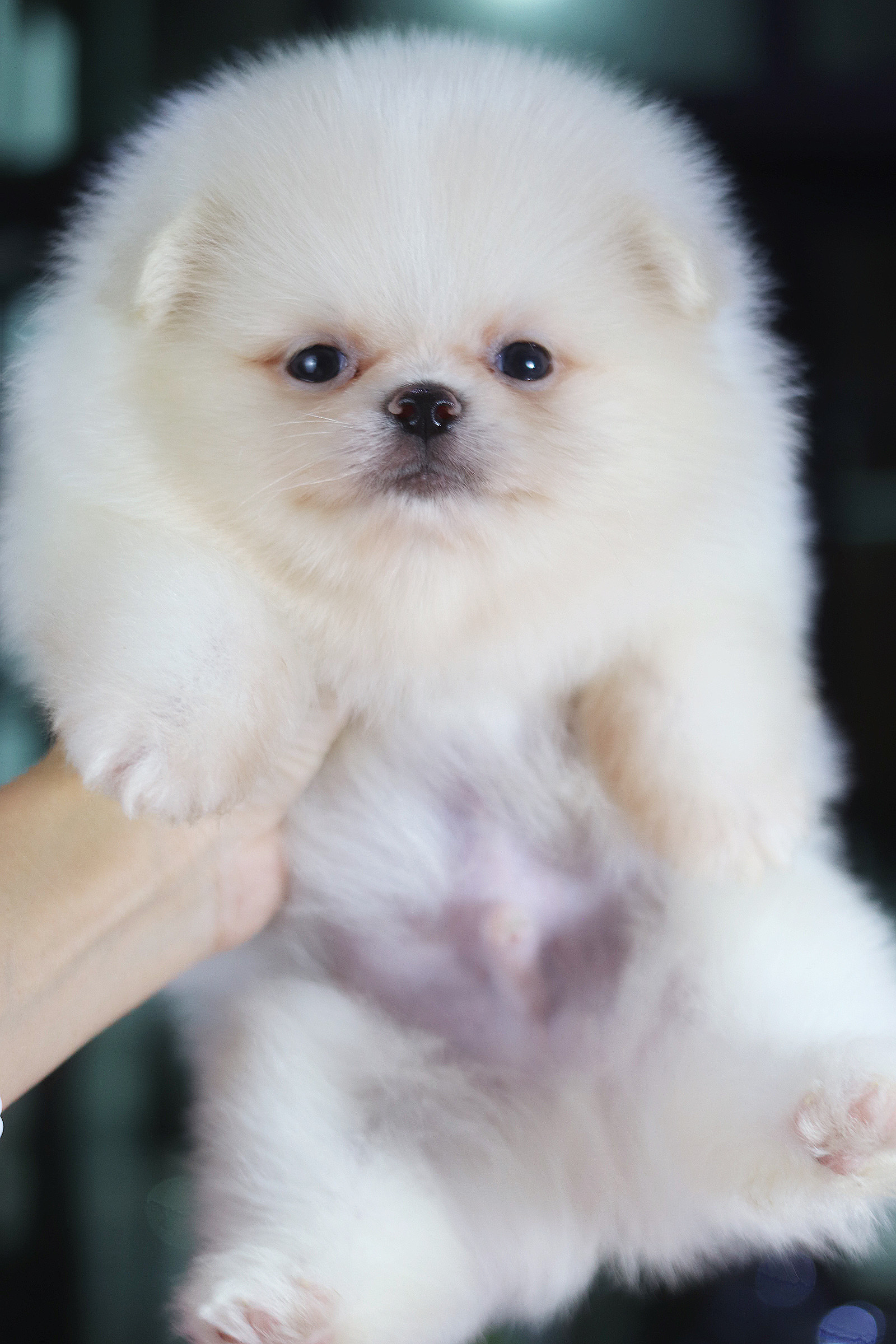 ปอมเมอเรเนียน เพศผู้ สีขาวครีม